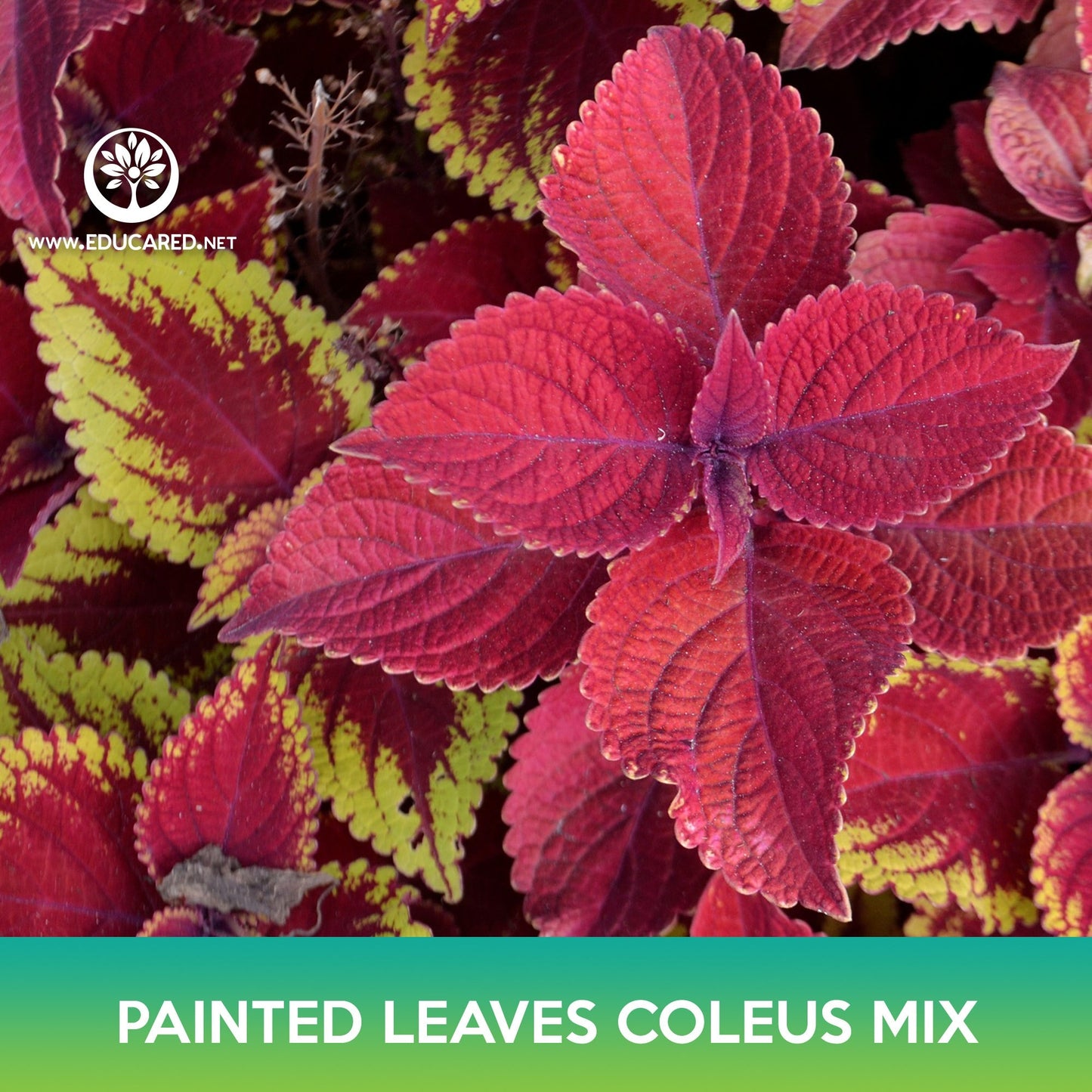 Painted Leaves Coleus Mix Seeds