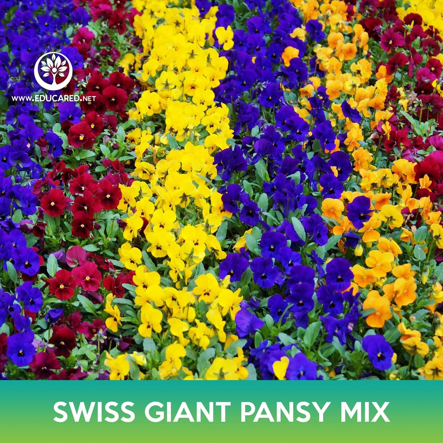 Swiss Giant Pansy Flower Mix Seeds