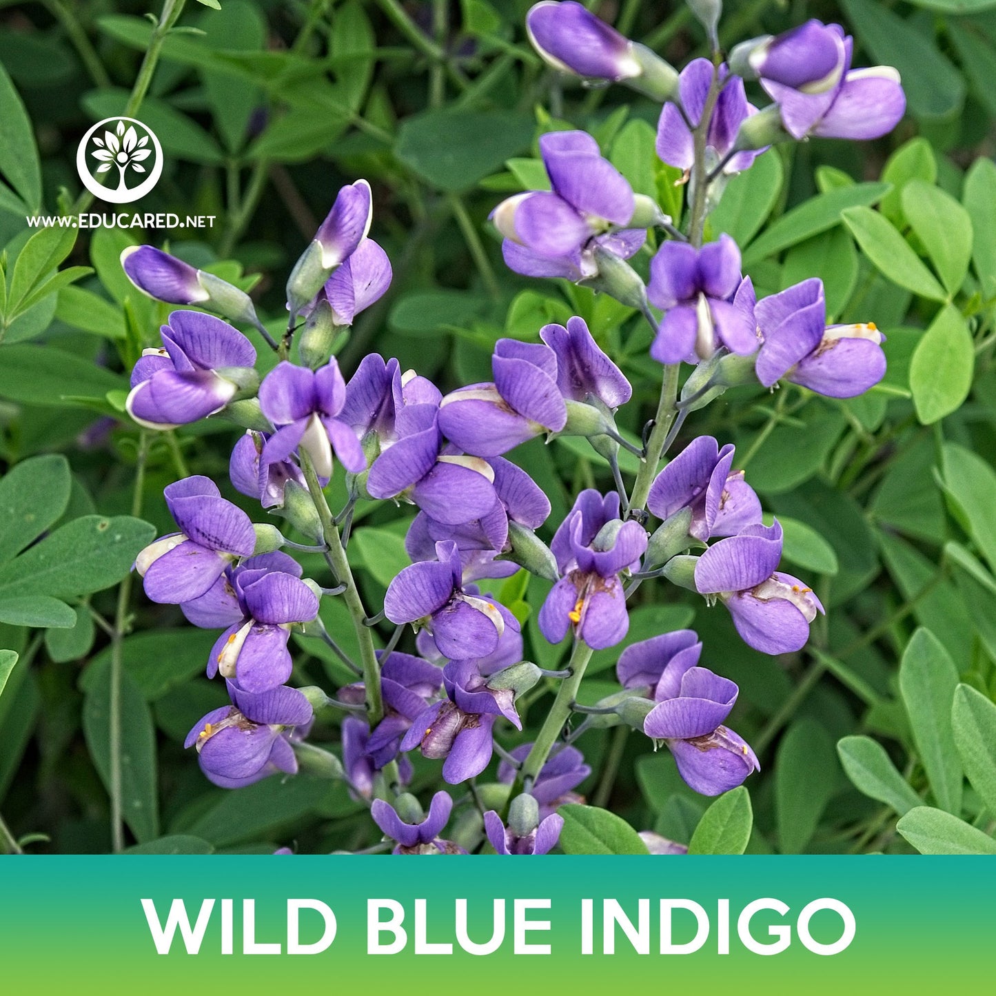 Wild Blue Indigo Flower Seeds, Blue False Indigo