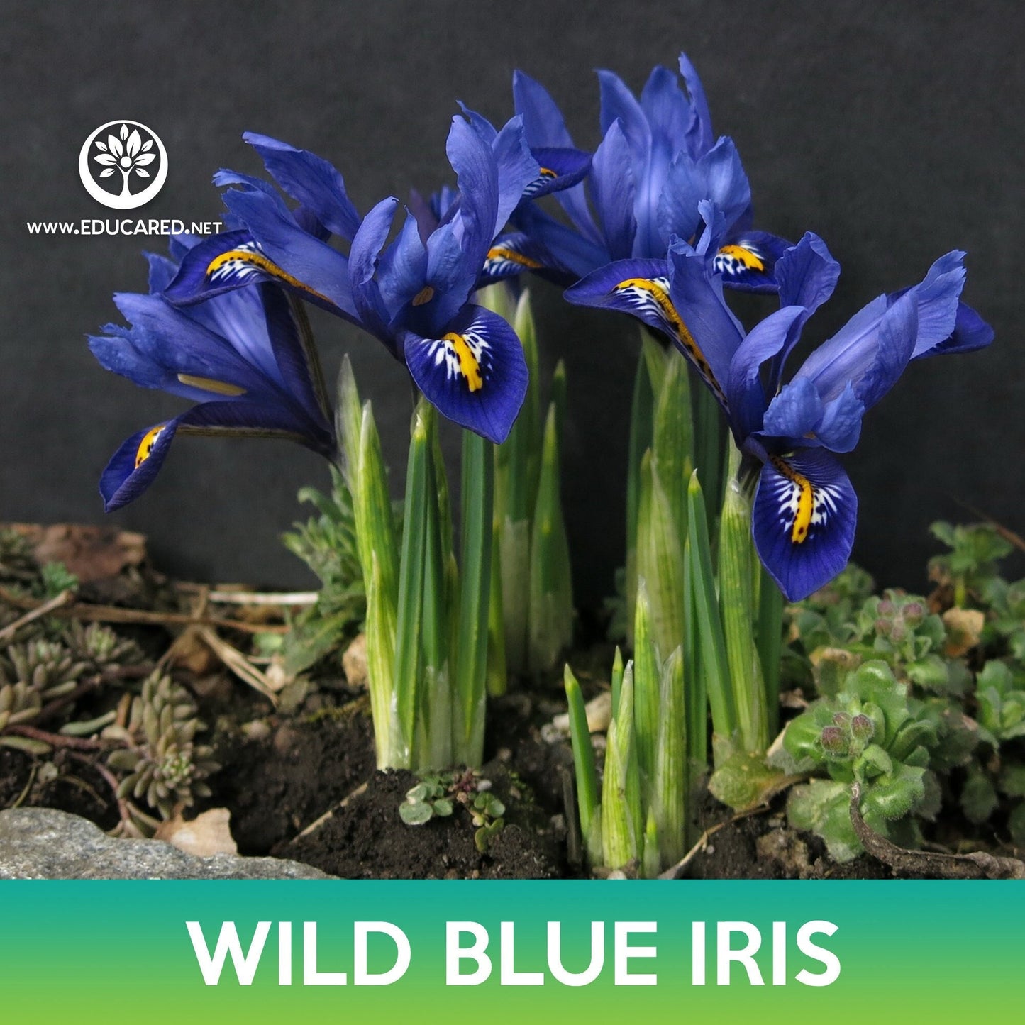 Wild Blue Iris Flower Seeds