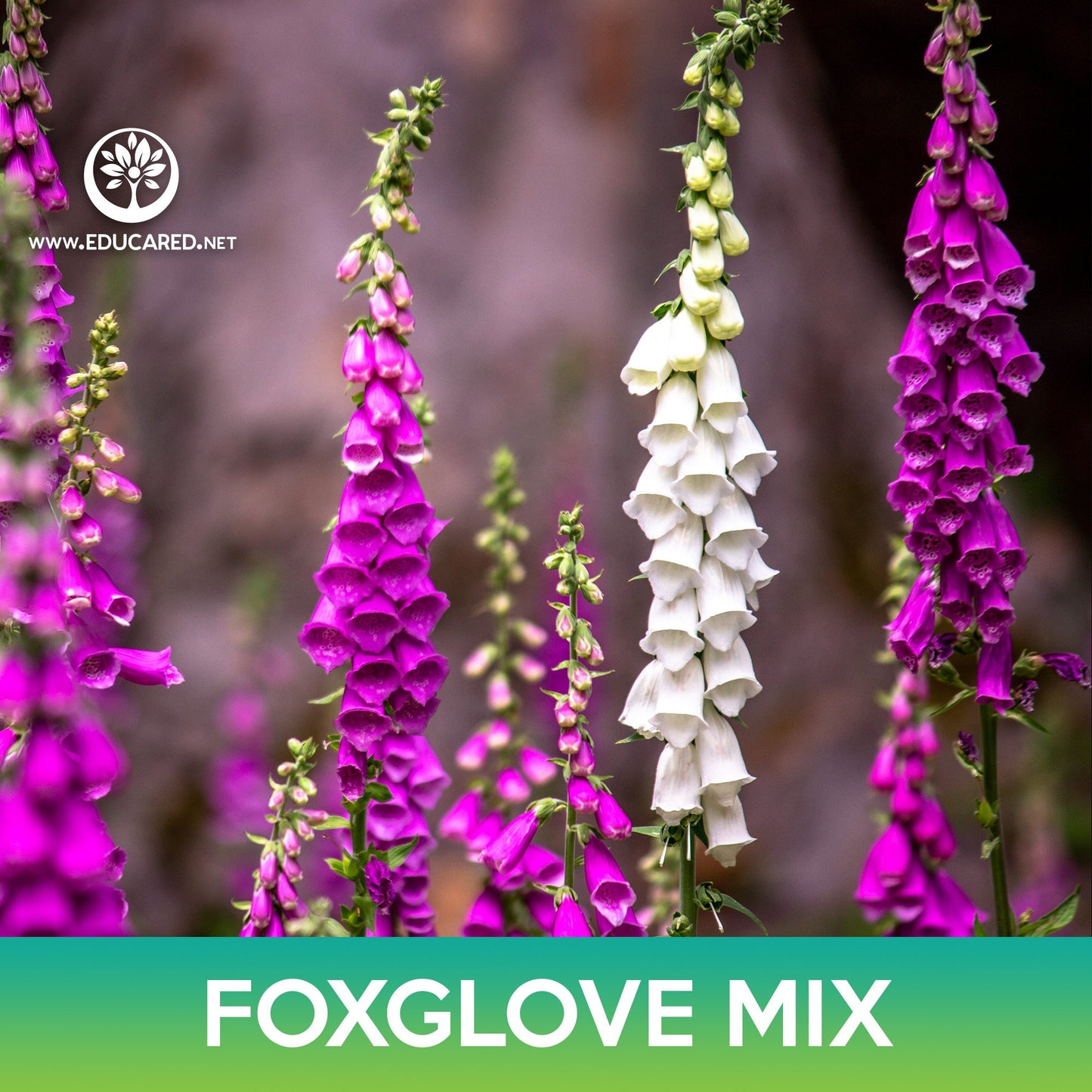 Foxglove Flower Mix Seeds, Digitalis purpurea