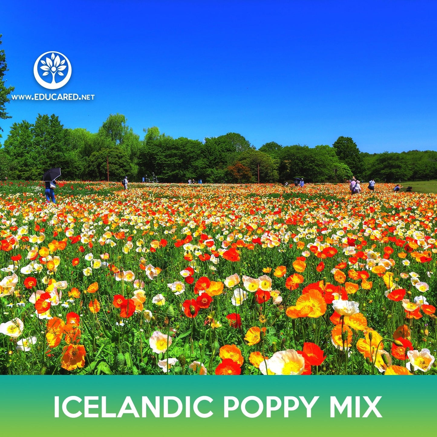 Icelandic Poppy Flower Mix Seeds