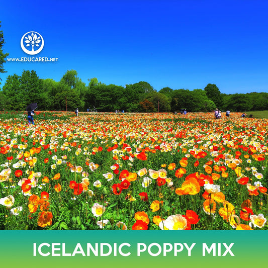 Icelandic Poppy Flower Mix Seeds, Papaver nudicaule