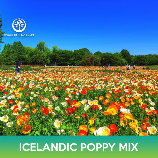 Icelandic Poppy Flower Mix Seeds