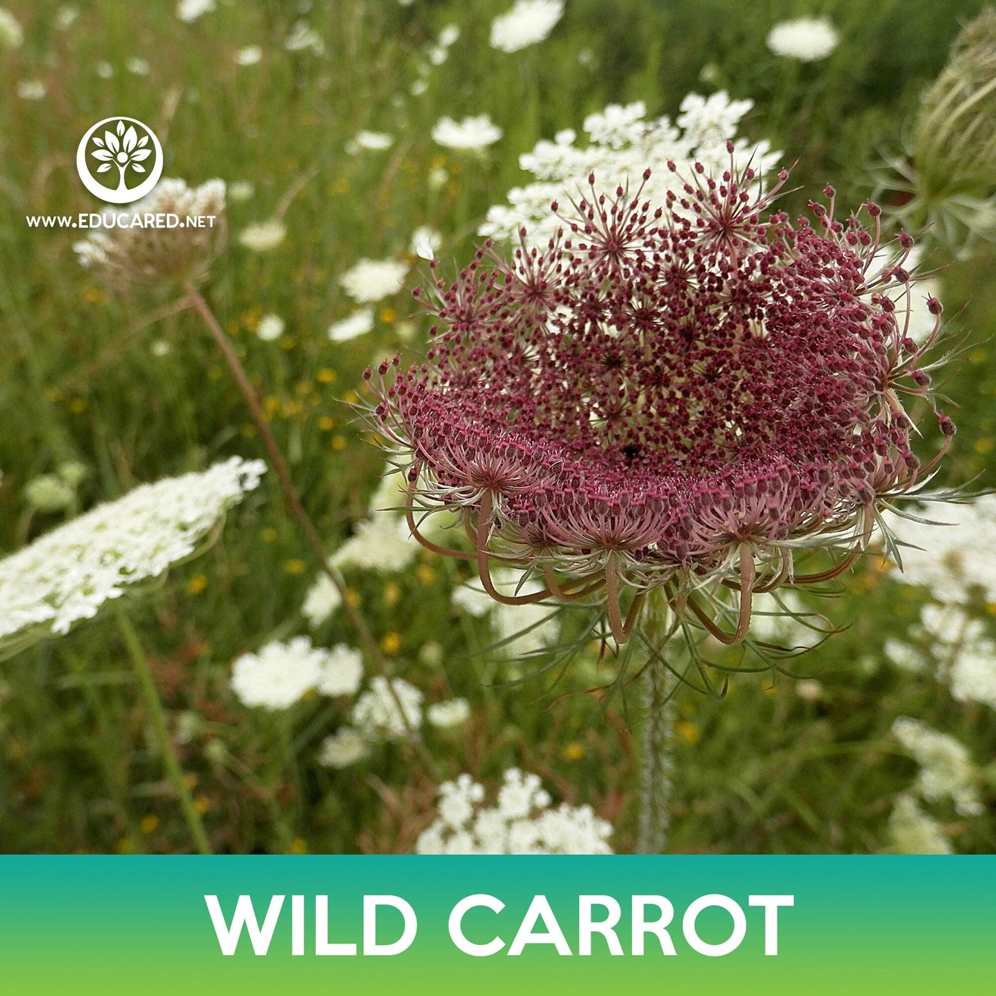 Wild Carrot Seeds, Daucus carota