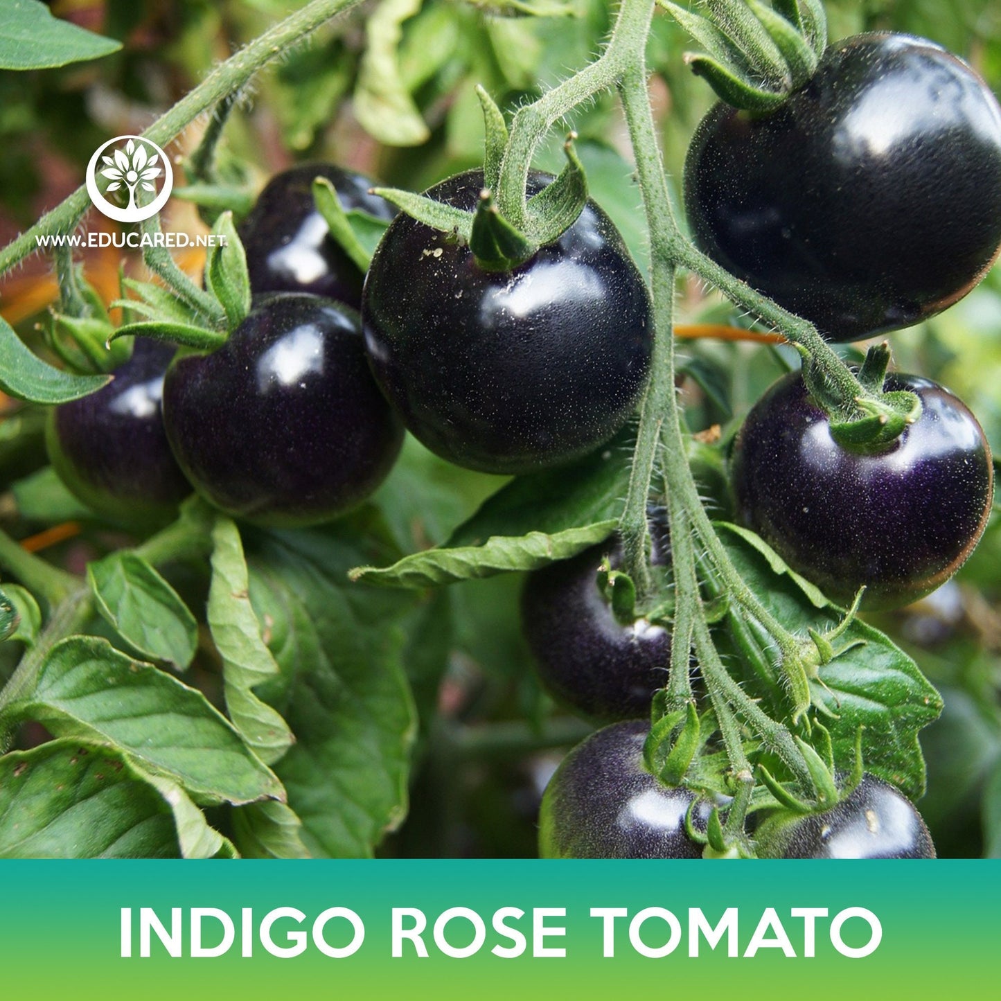 Indigo Rose Tomato, Blue Tomato, Purple Tomato, Lycopersicon esculentum Indigo Rose