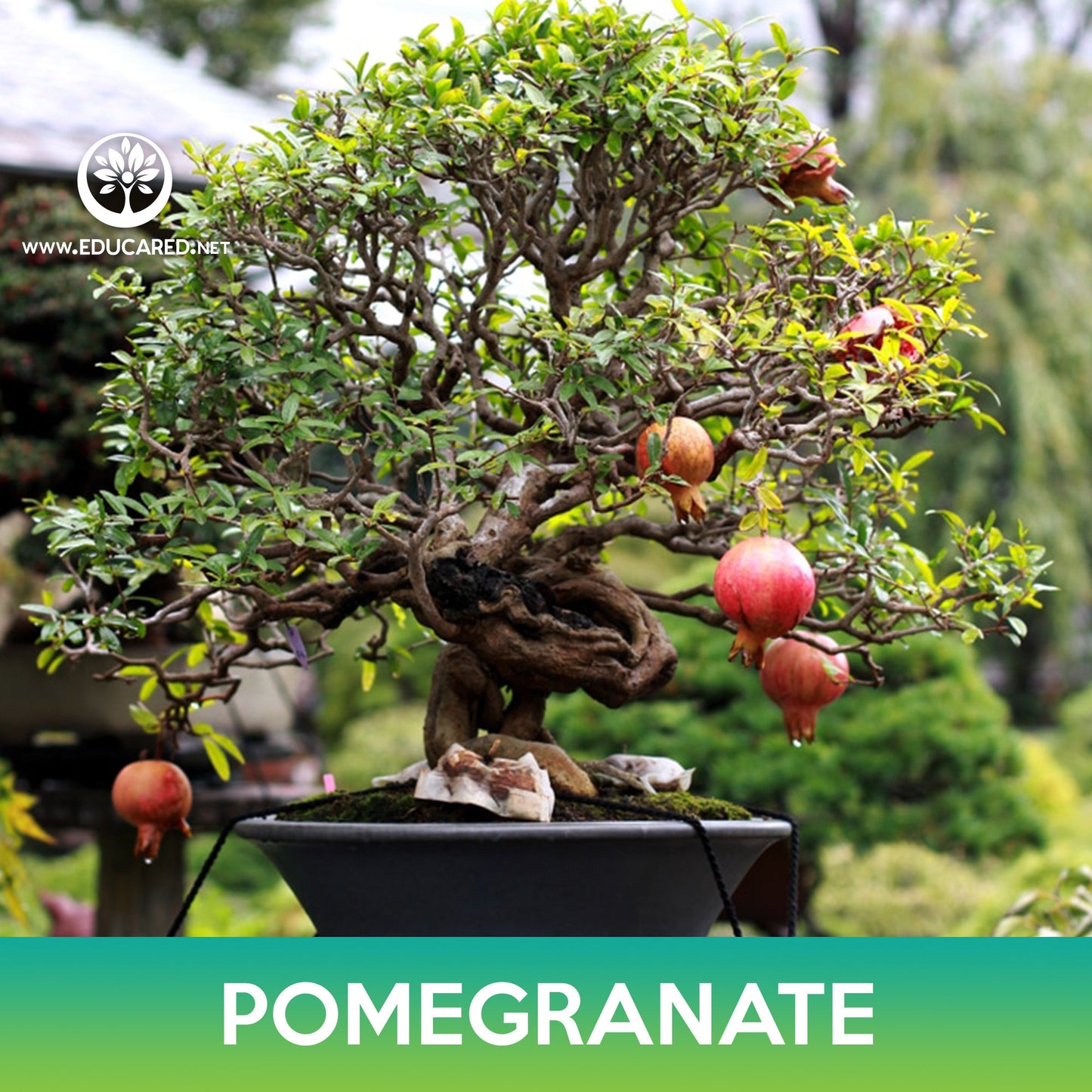 Pomegranate Tree Seeds, Punica granatum