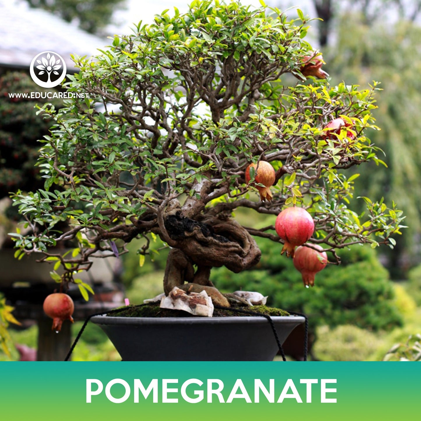 Pomegranate Tree Seeds