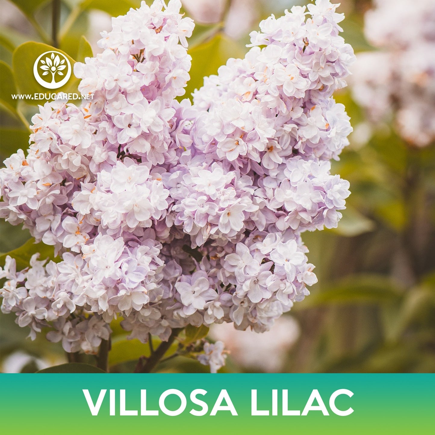 Villosa Lilac Seeds, Late Lilac