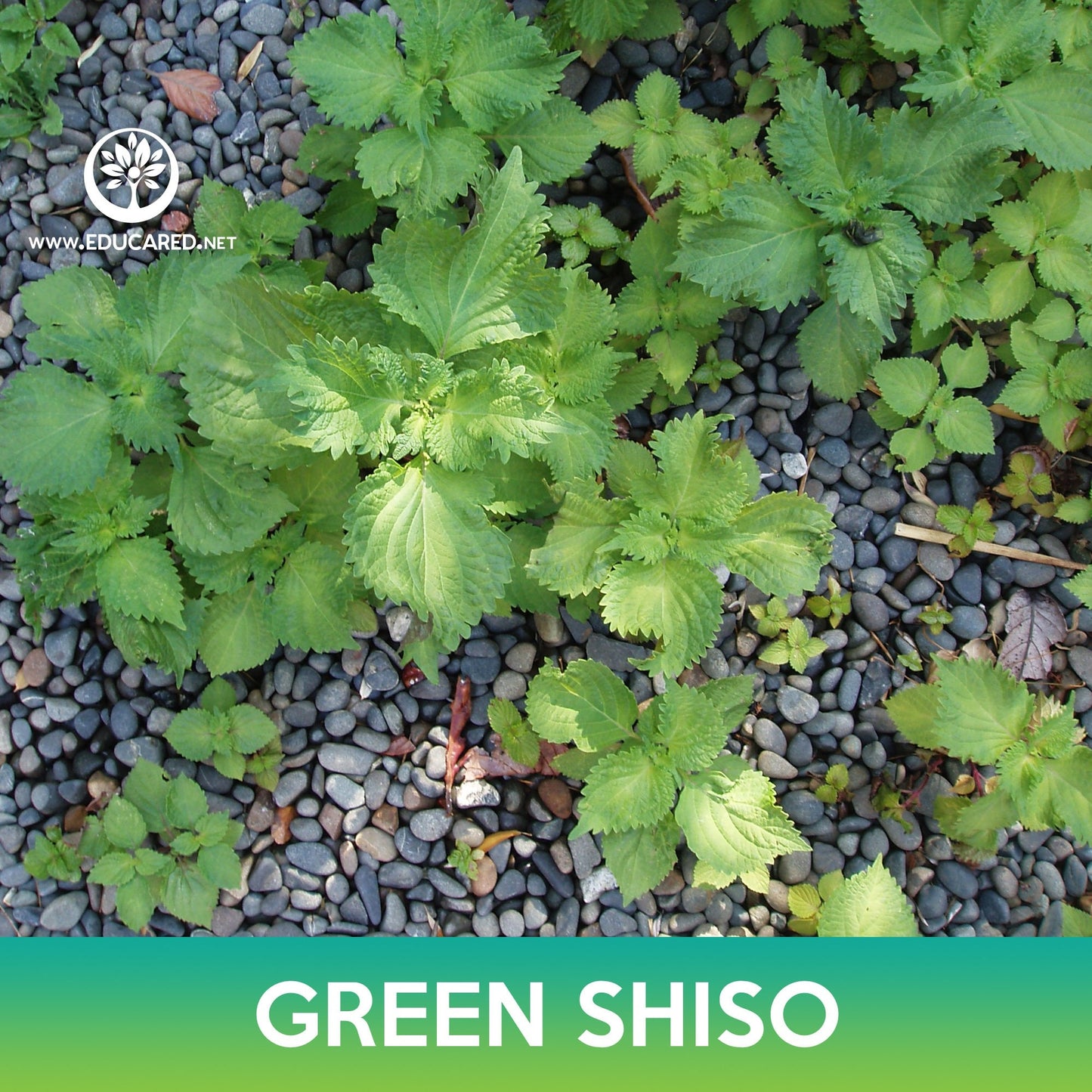 Green Shiso Seeds