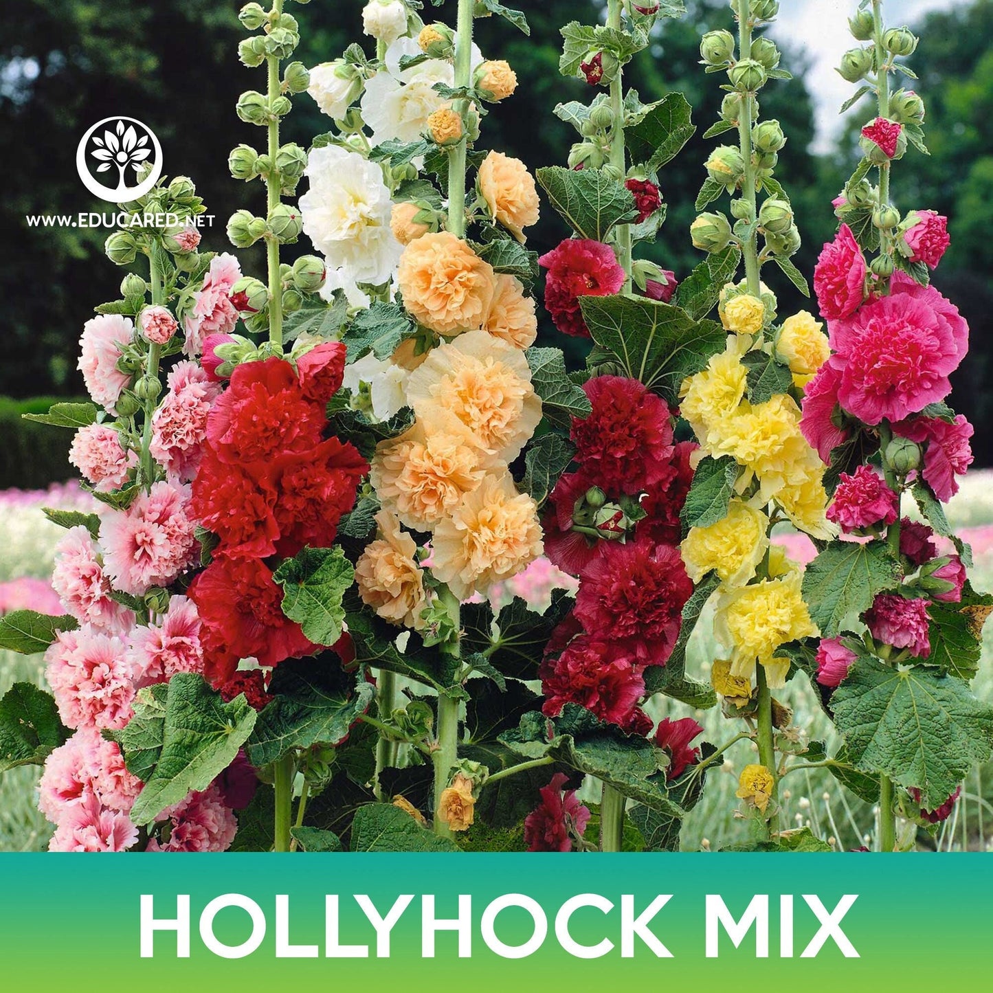 Hollyhock Flower Mix Seeds, Alcea rosea chater's double