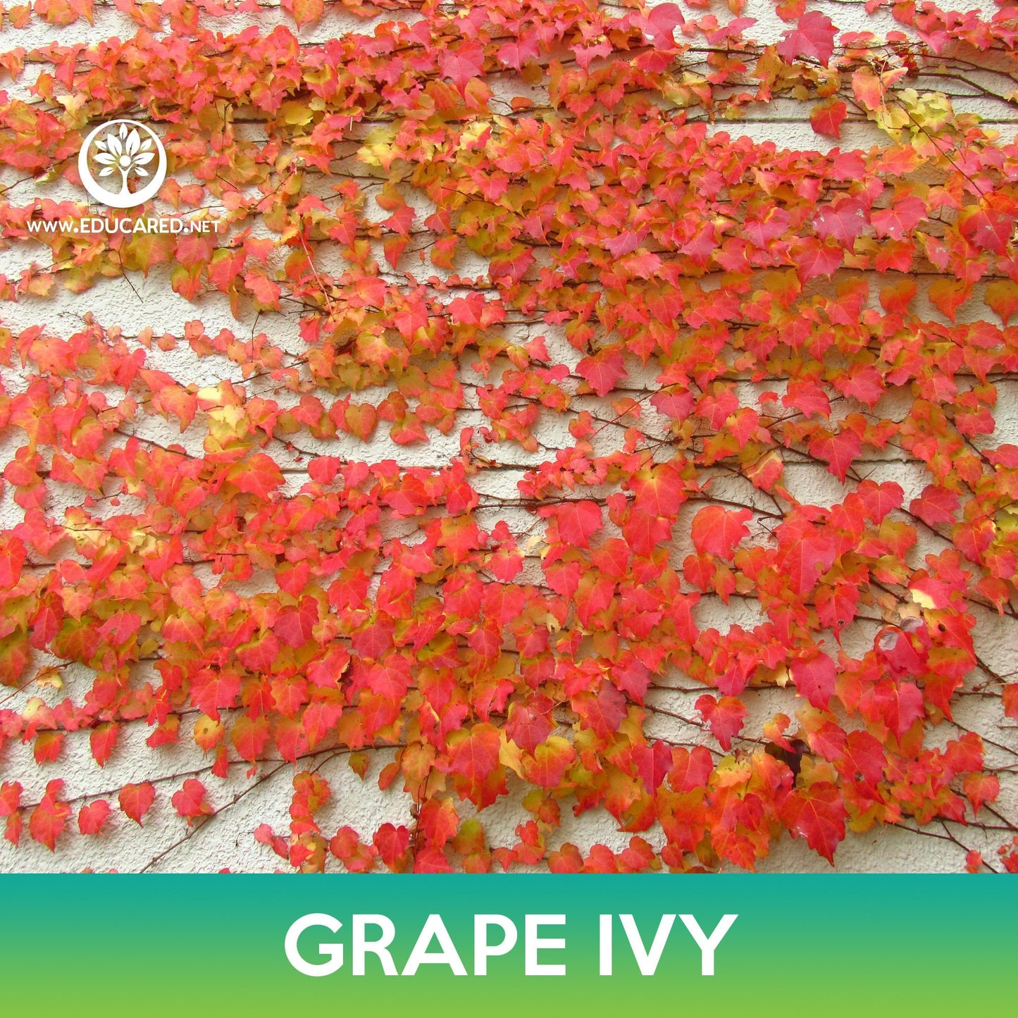 Grape Ivy Seeds, Boston Ivy