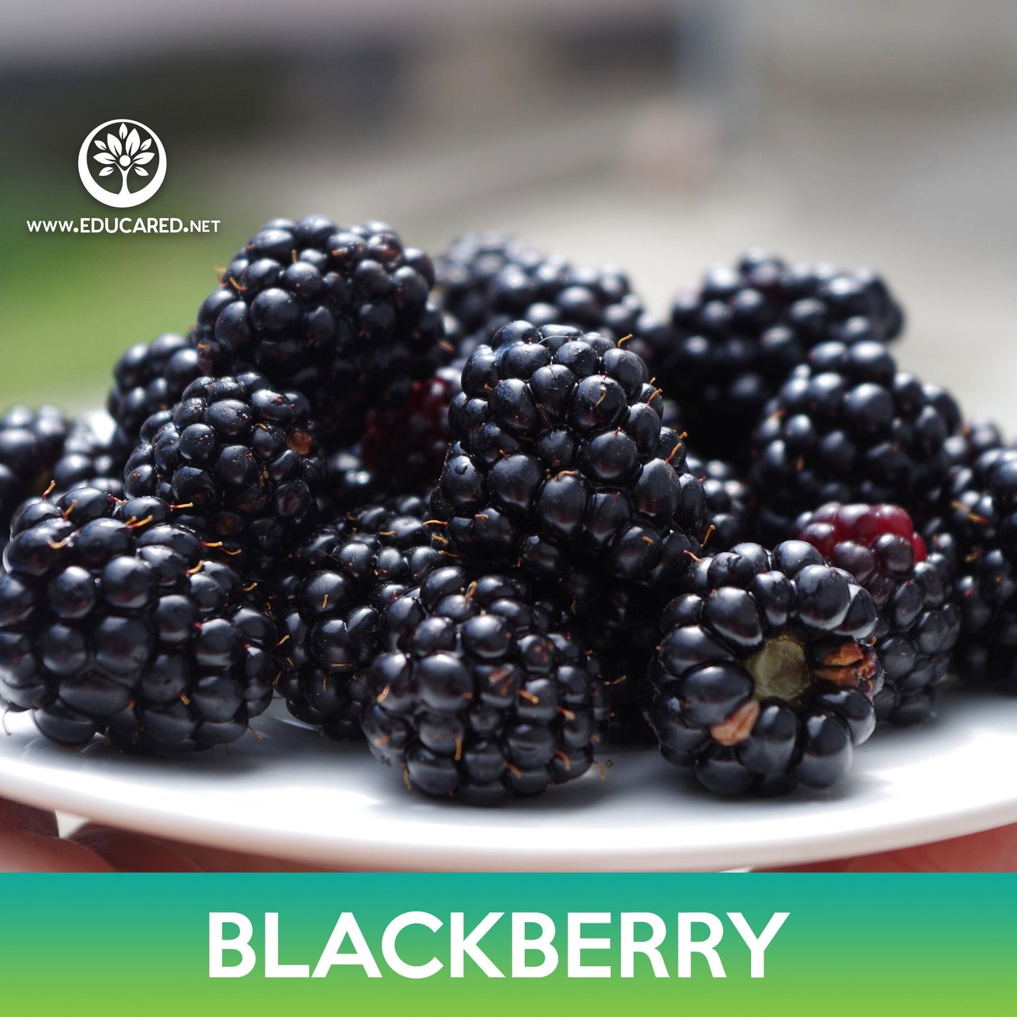 Blackberry Seeds, Rubus allegheniensis