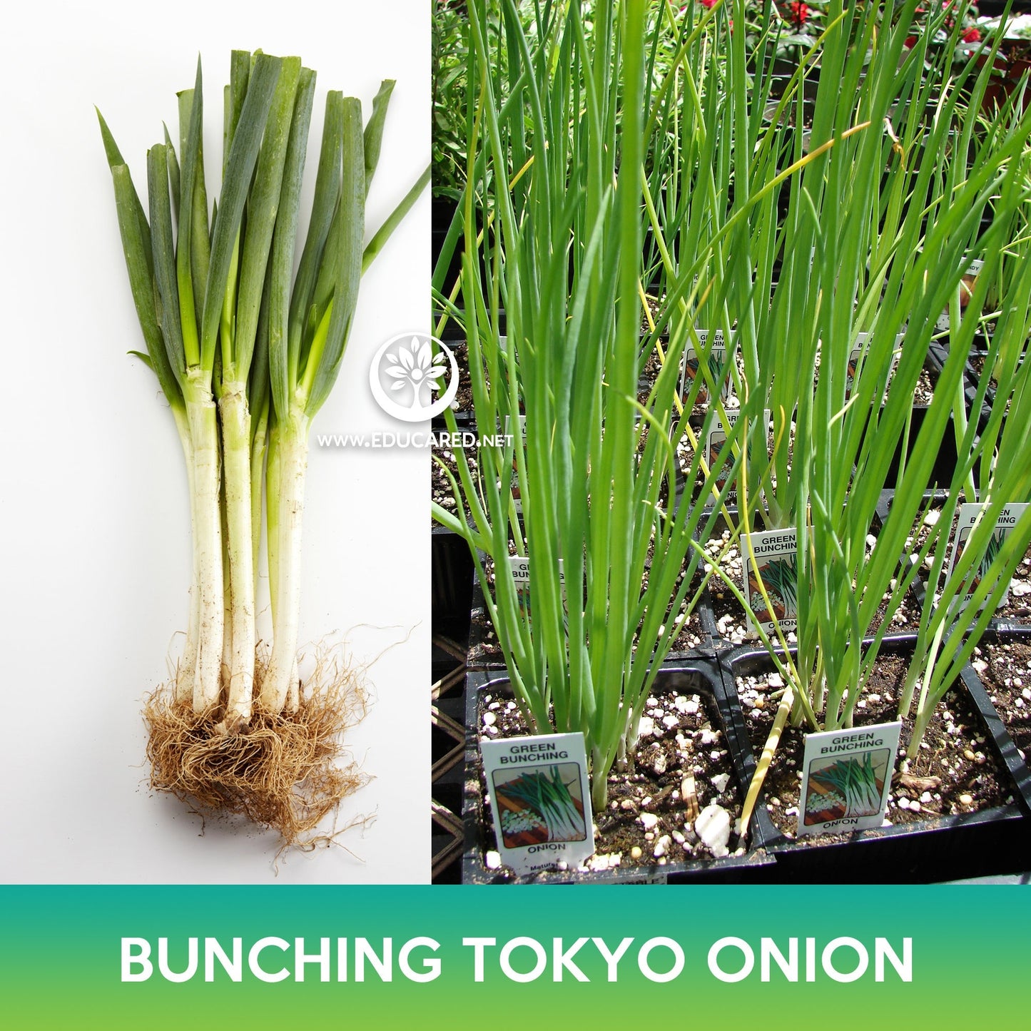 Long White Bunching Tokyo Onion Seeds, Welsh Onion, Allium fistulosum