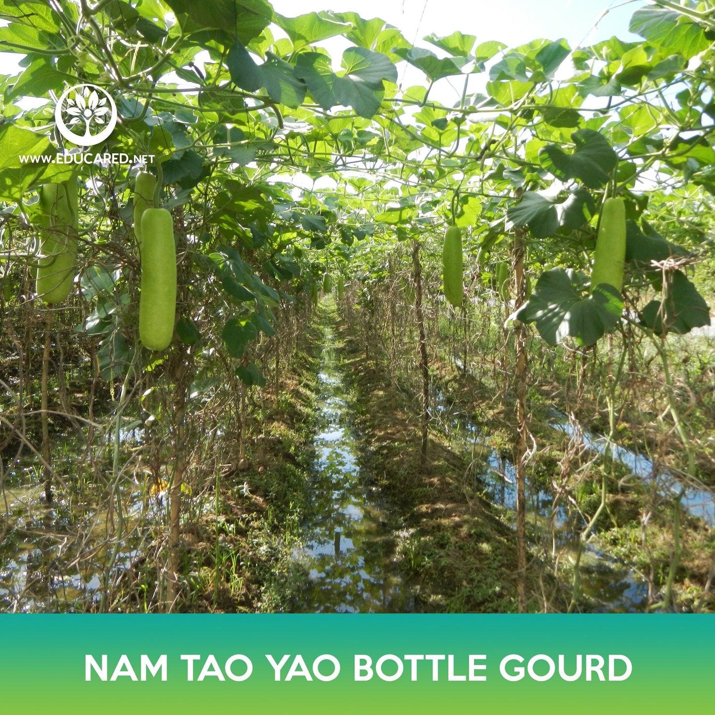 Nam Tao Yao Bottle Gourd Seeds, Opo Squash