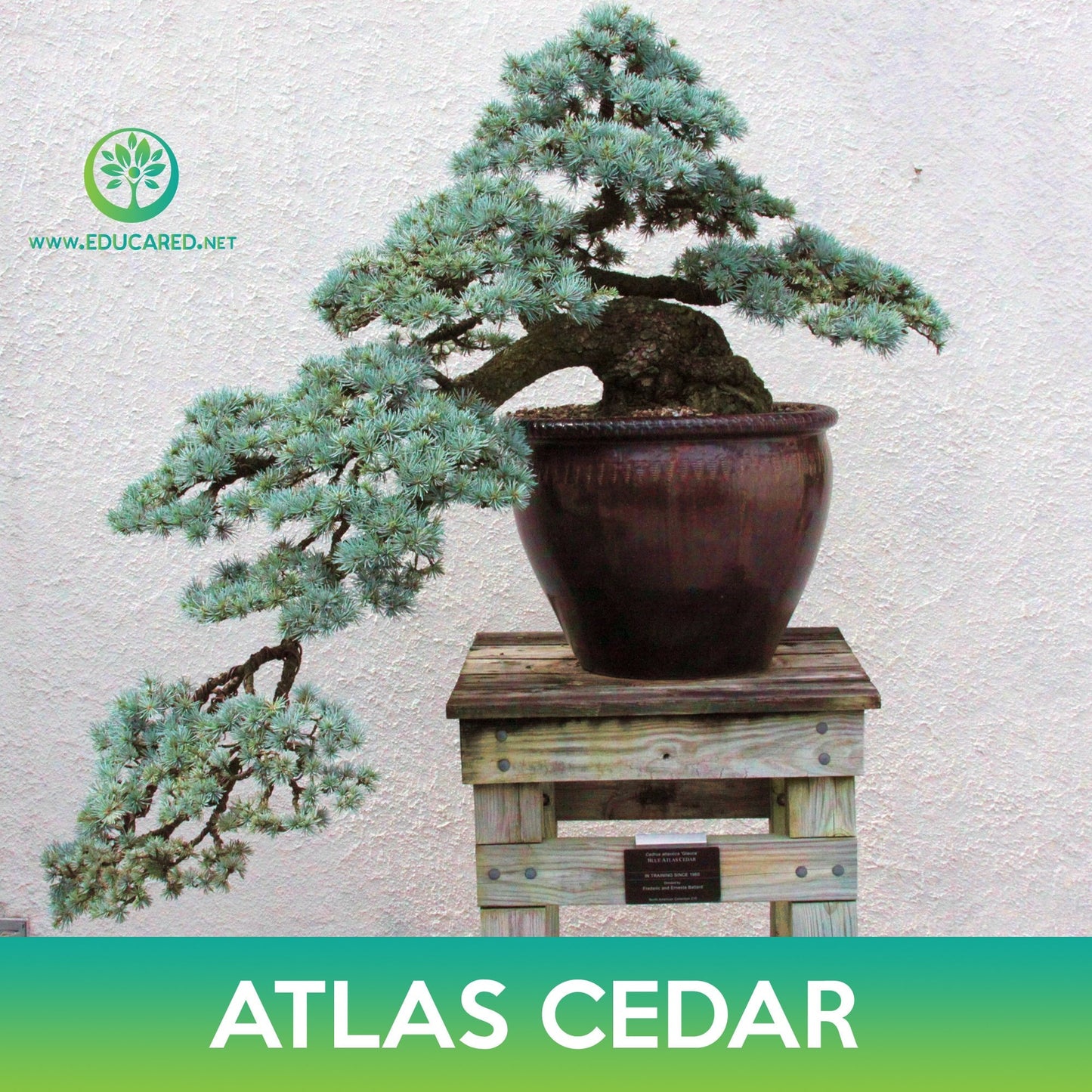 Atlas Cedar Tree Seeds