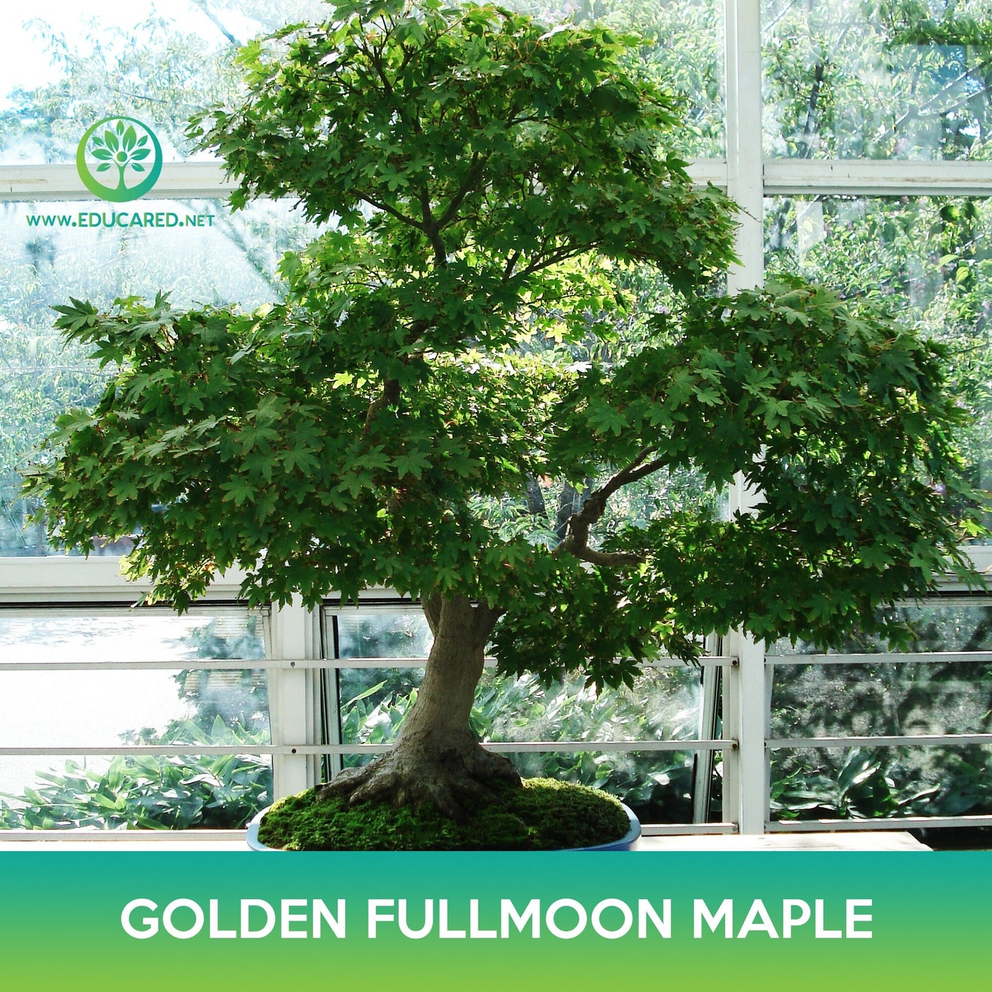 Golden Fullmoon Maple Seeds, Acer shirasawanum var. aureum