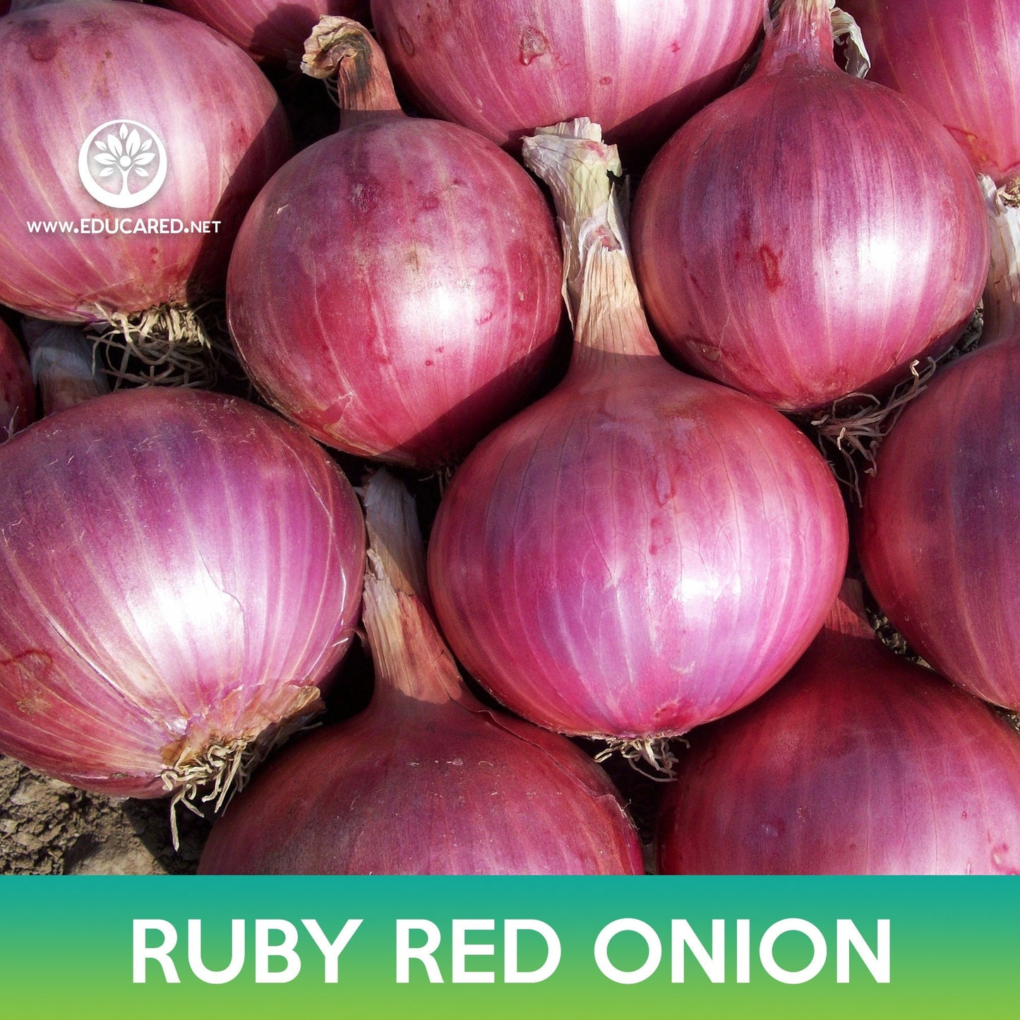 Ruby Red Onion Seeds, Allium cepa