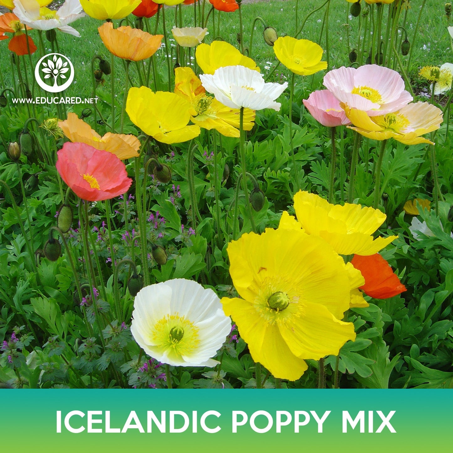 Icelandic Poppy Flower Mix Seeds, Papaver nudicaule