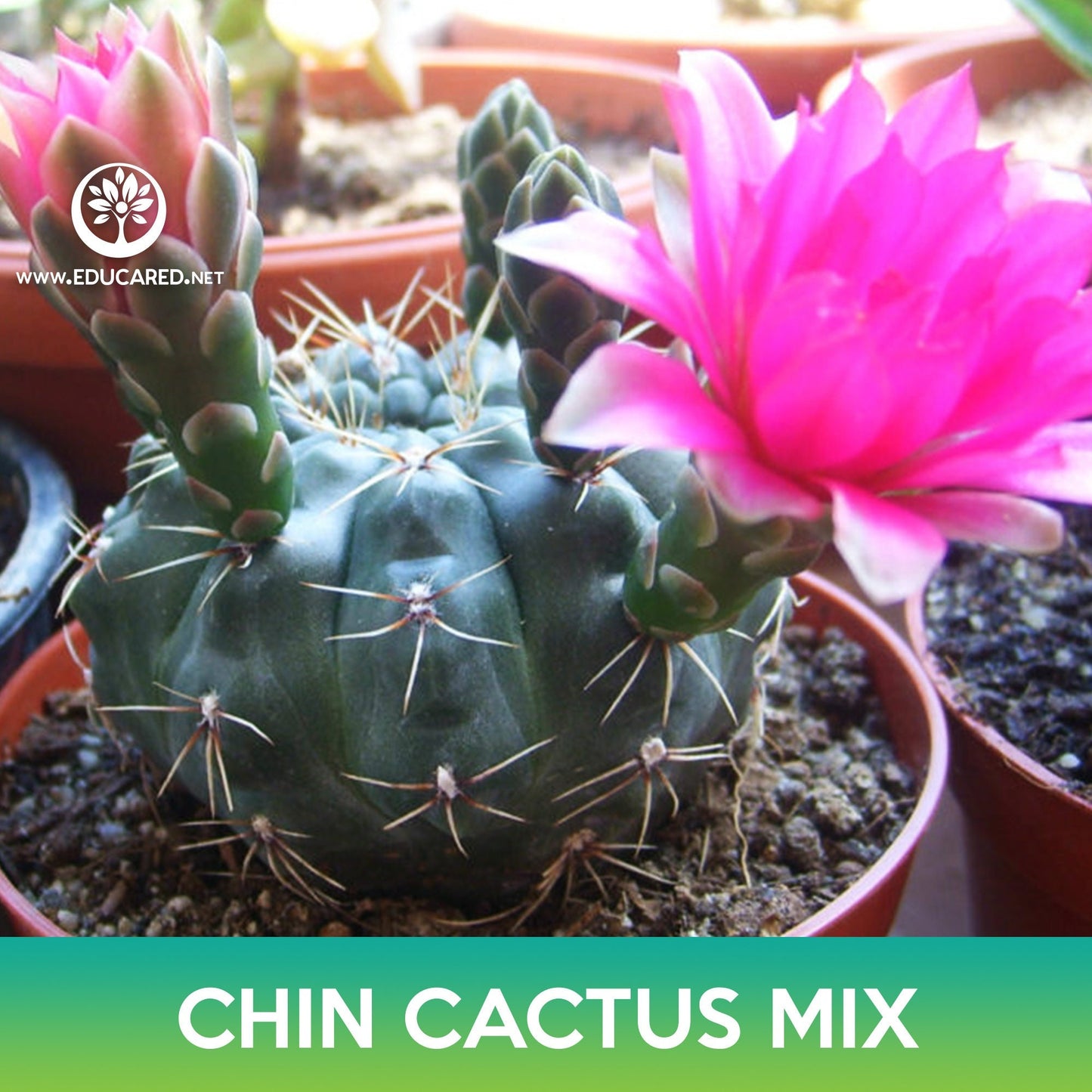 Chin Cactus Mix Seeds, Gymnocalycium