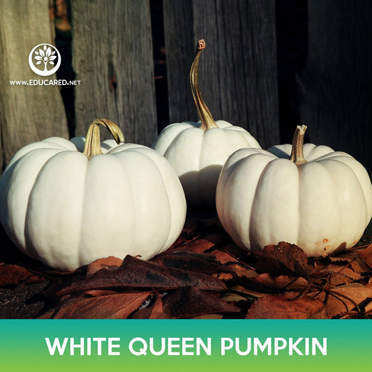 White Queen Pumpkin Seeds