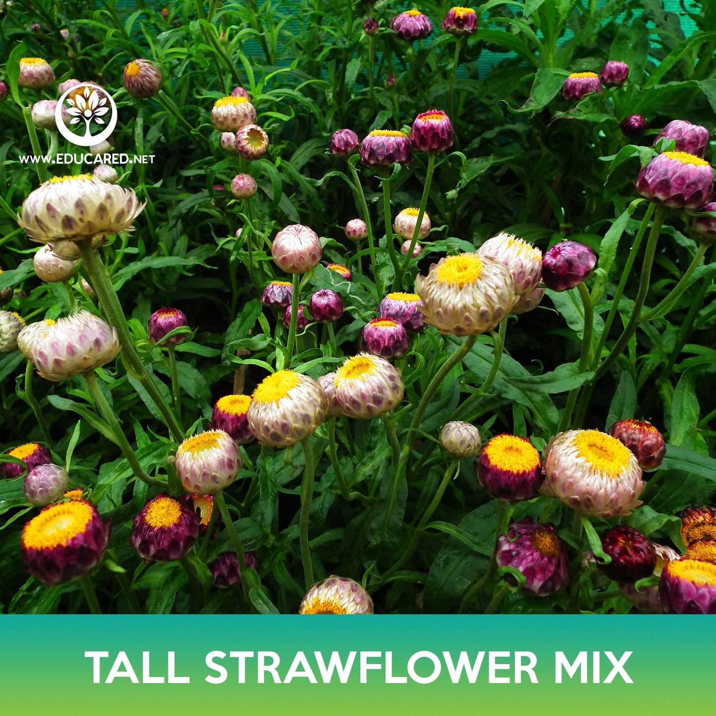 Tall Strawflower Mix Seeds, Helichrysum bracteatum