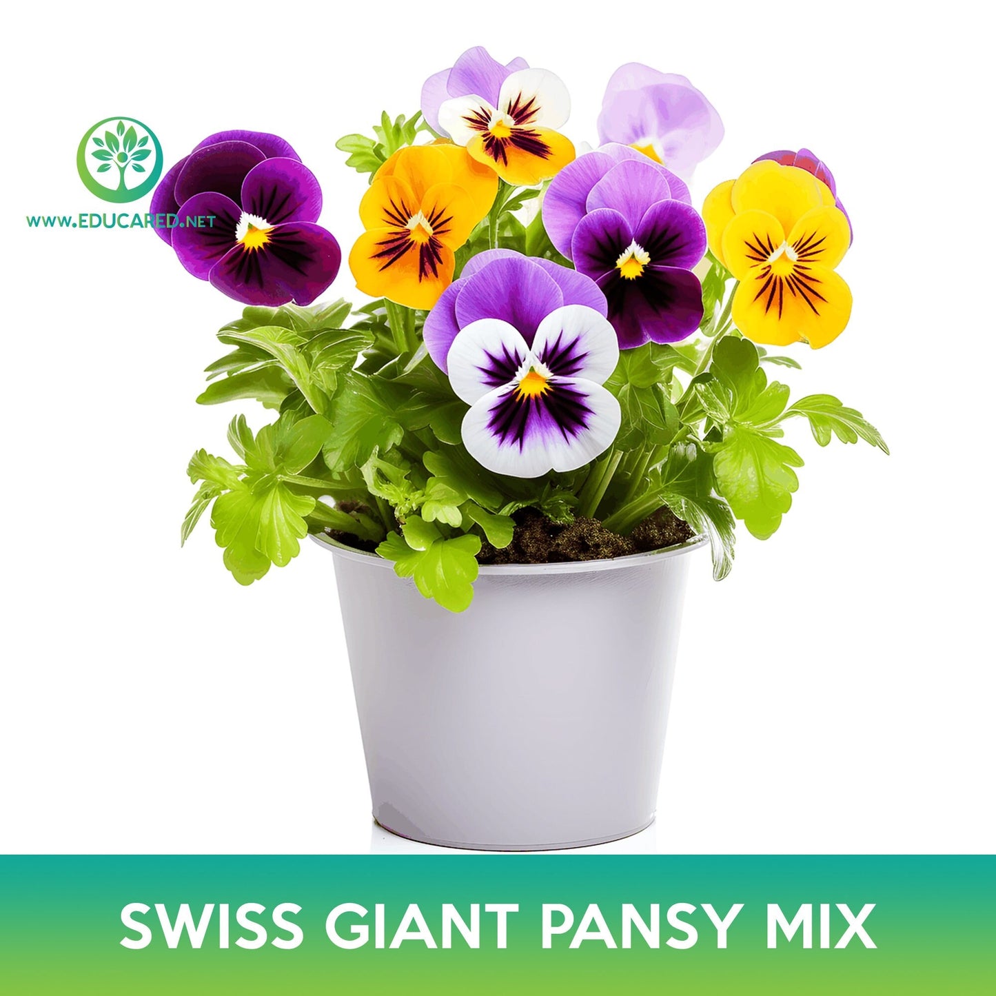 Swiss Giant Pansy Flower Mix Seeds
