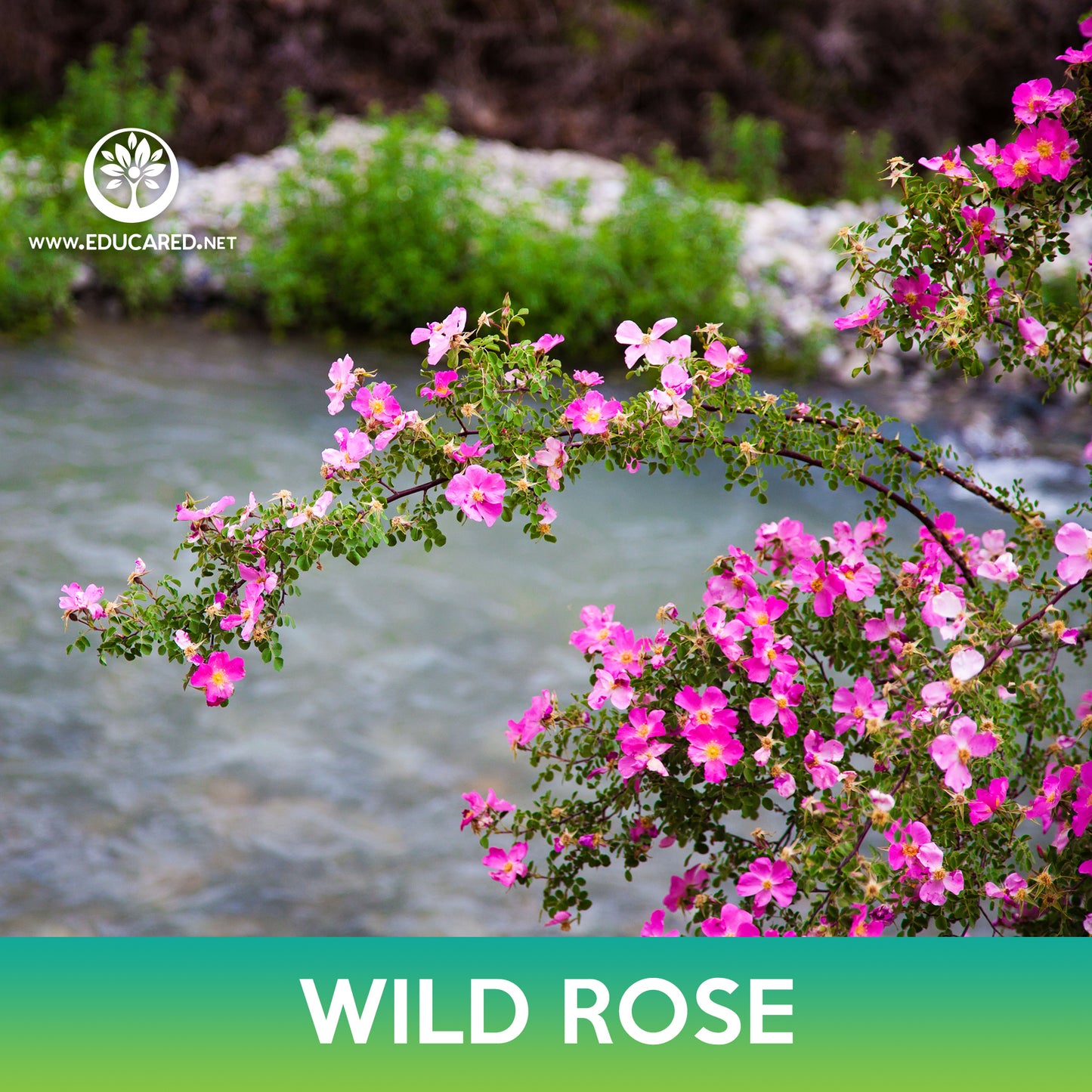 Wild Rose Seeds, Rosa virginiana