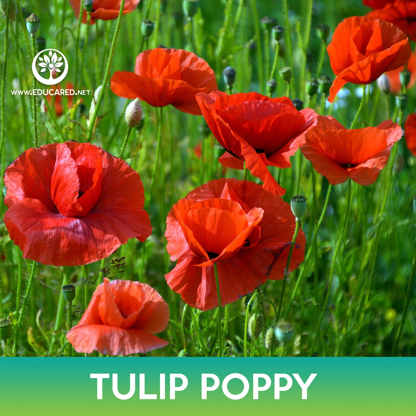 Tulip Poppy Seeds, Papaver Glaucum