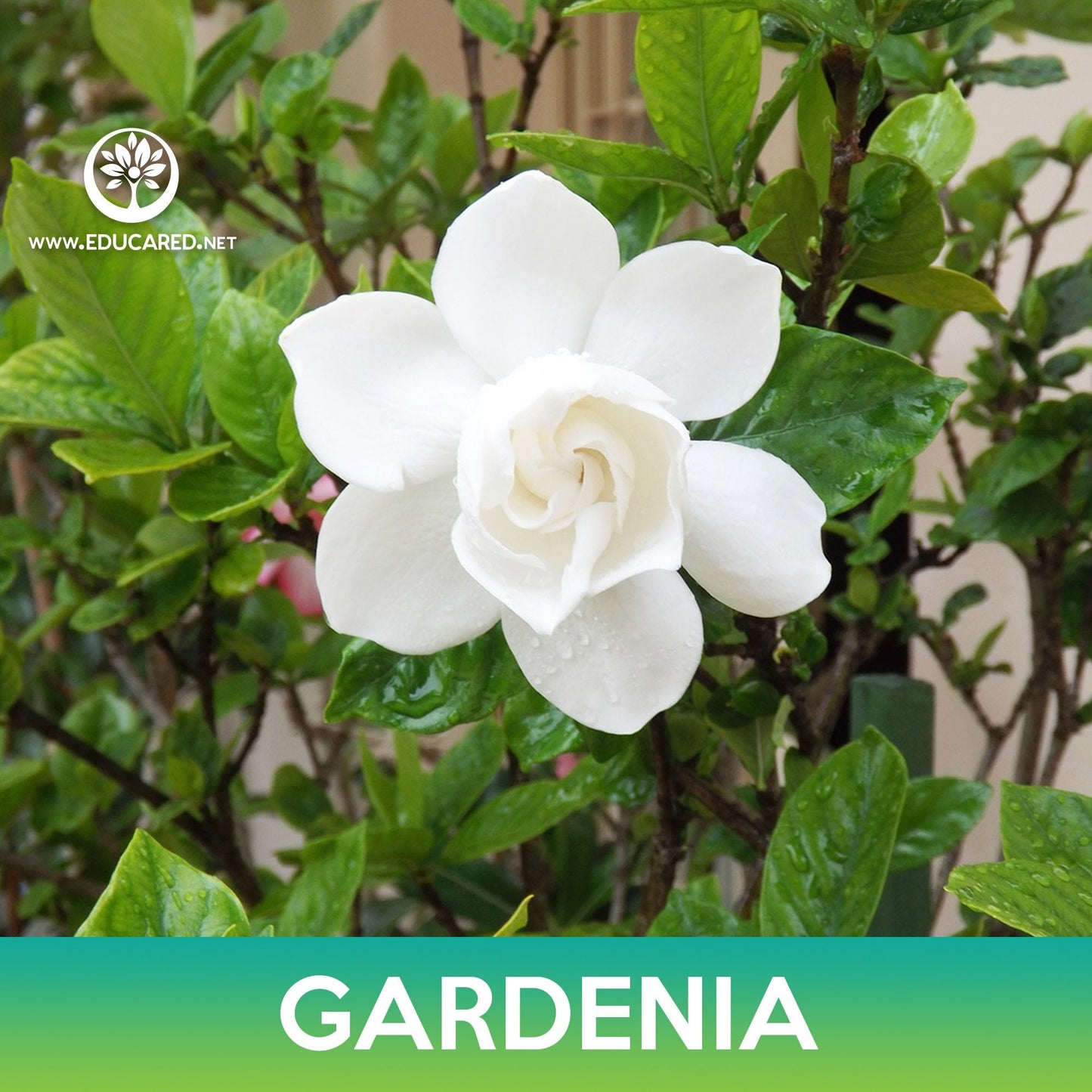 Gardenia Flower Seeds, Cape Jasmine