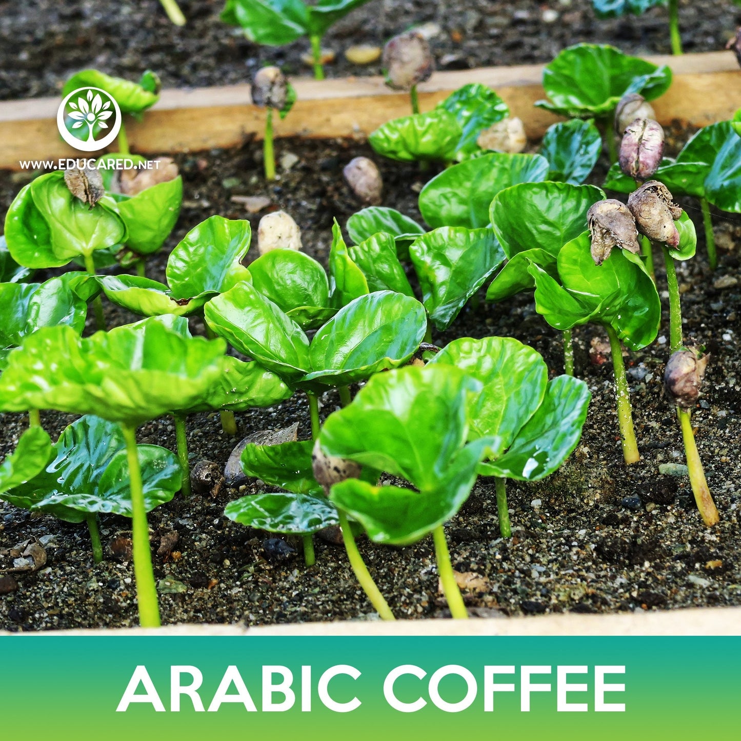 Arabic Coffee Tree Seeds