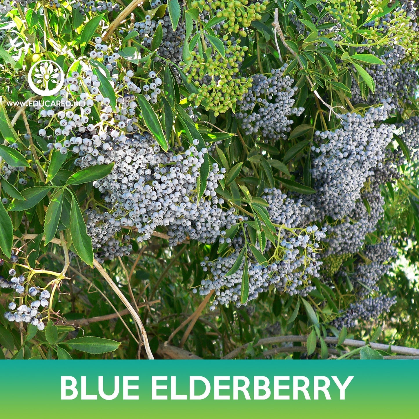 Blue Elderberry Seeds