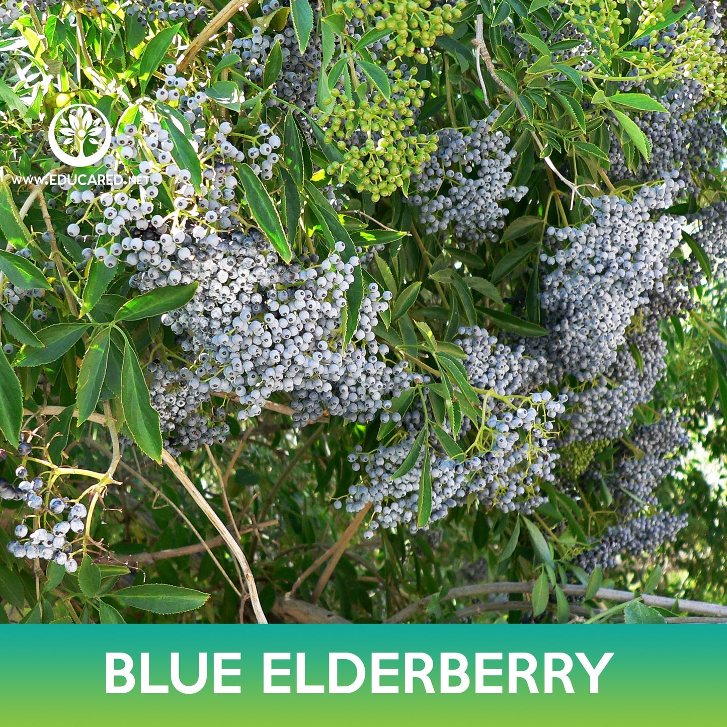 Blue Elderberry Seeds, Sambucus caerulea