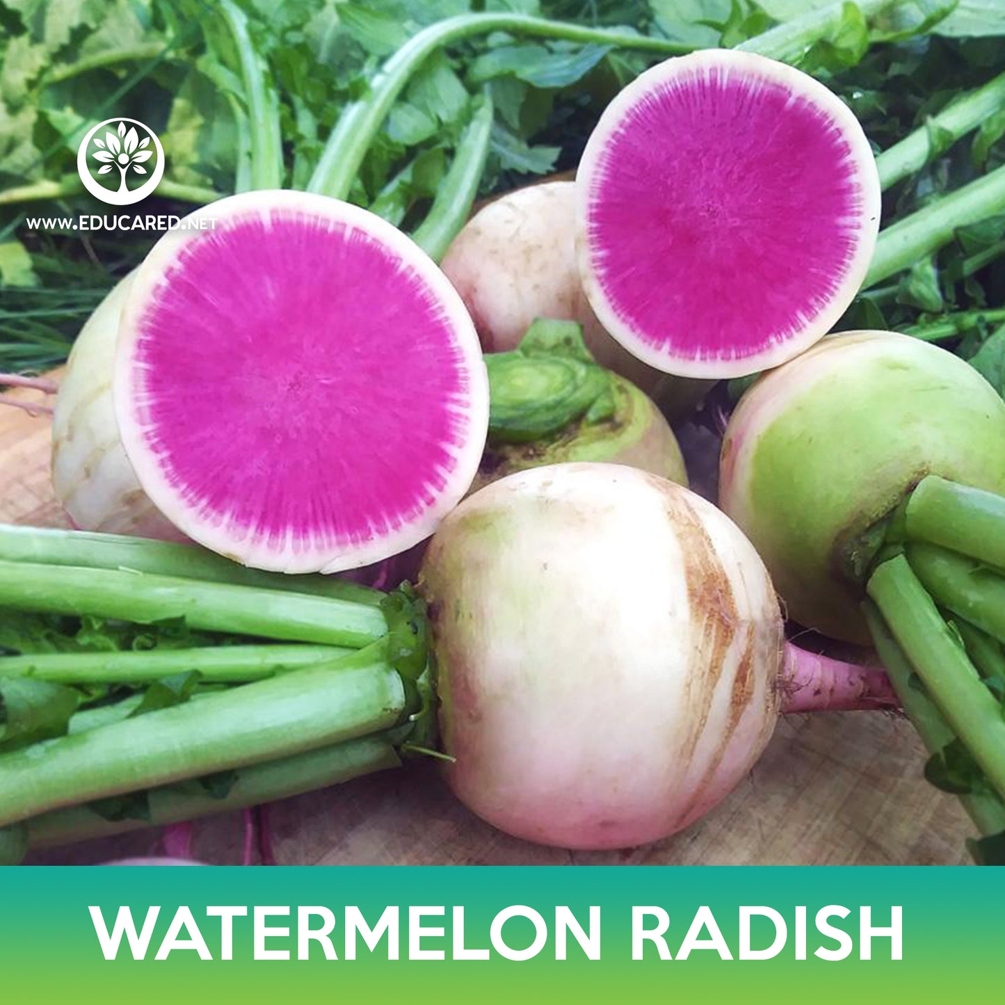 Watermelon Radish Seeds