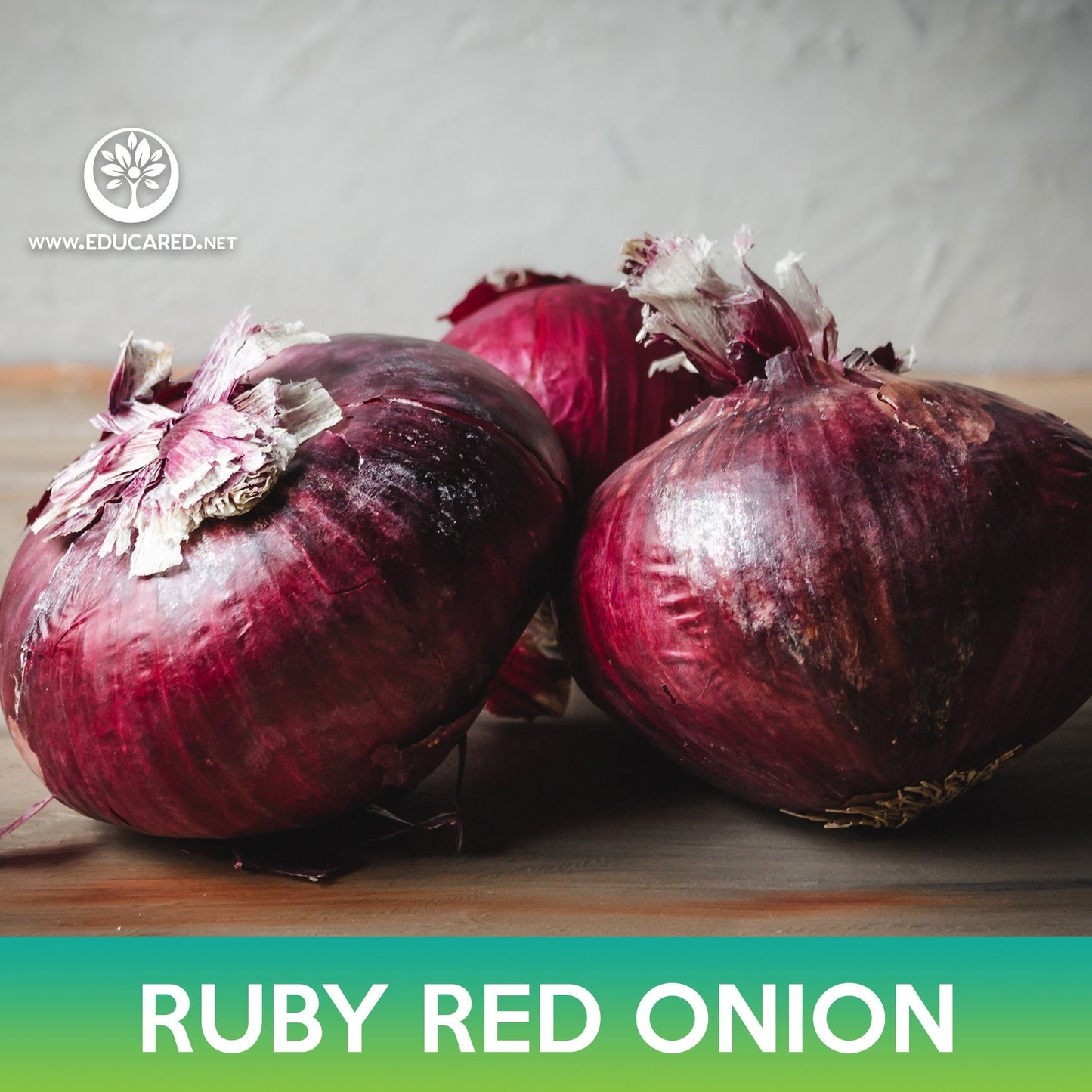 Ruby Red Onion Seeds, Allium cepa