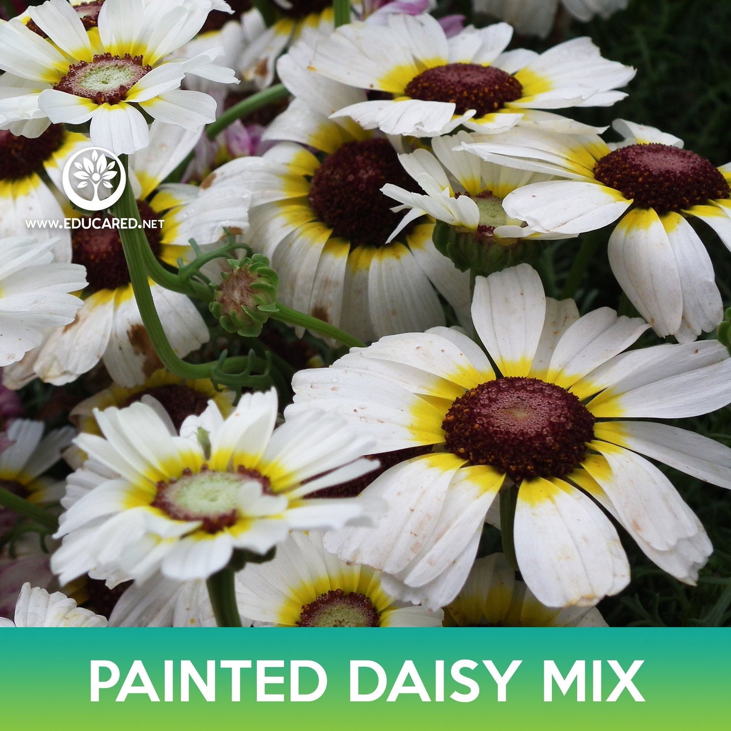 Painted Daisy Mix Seeds, Chrysanthemum carinatum