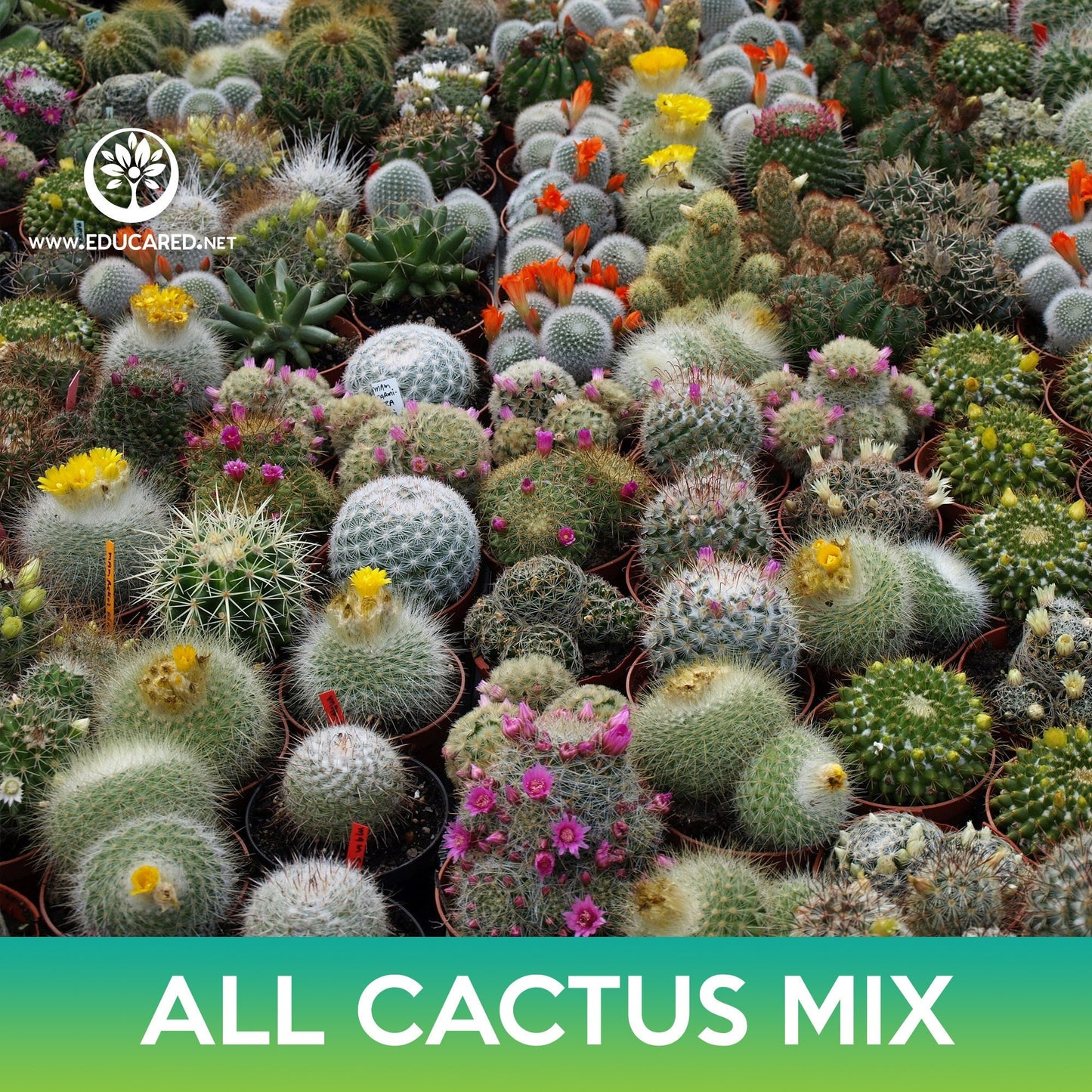 All Cactus Seeds Mix: Cereus, Golden Barrel, Parodia, Hedgehogs, Mammillarias, Melocactus, Notocactus, Opuntias, Organ pipes Seeds