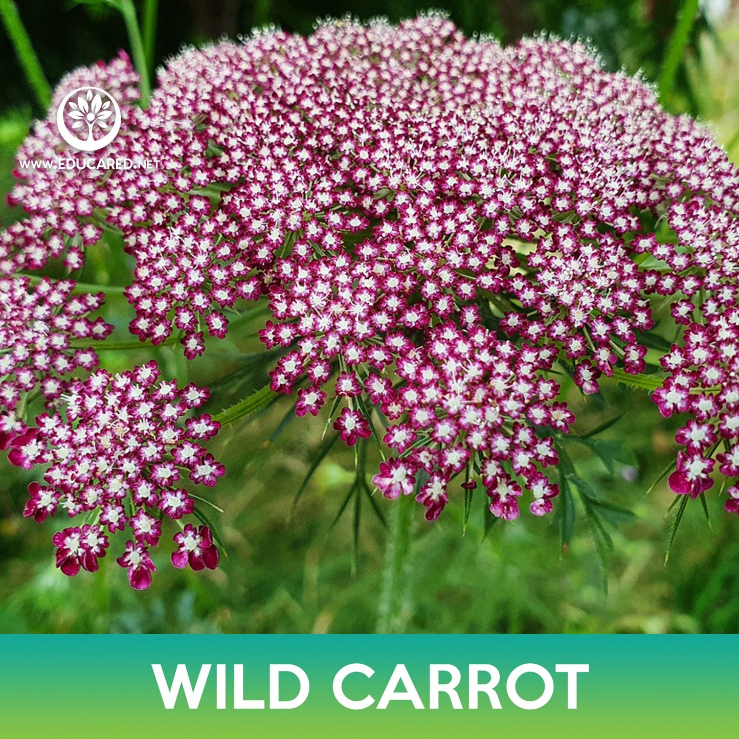 Wild Carrot Seeds, Daucus carota