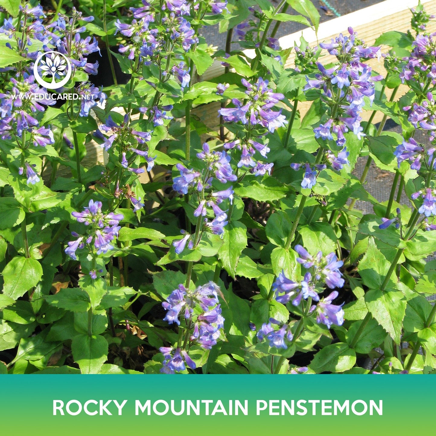 Rocky Mountain Penstemon Flower Seeds