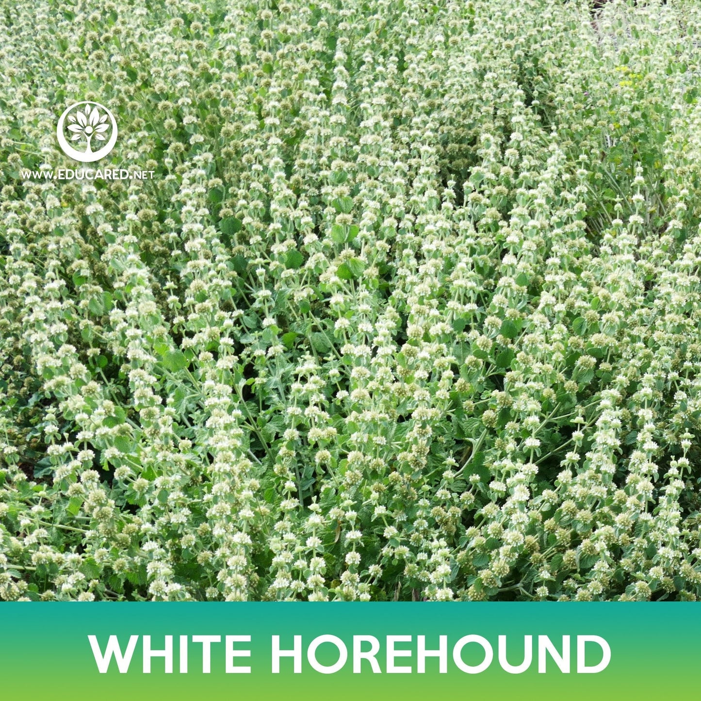 White Horehound Seeds