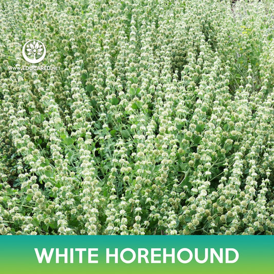 White Horehound Seeds, Marrubium vulgare