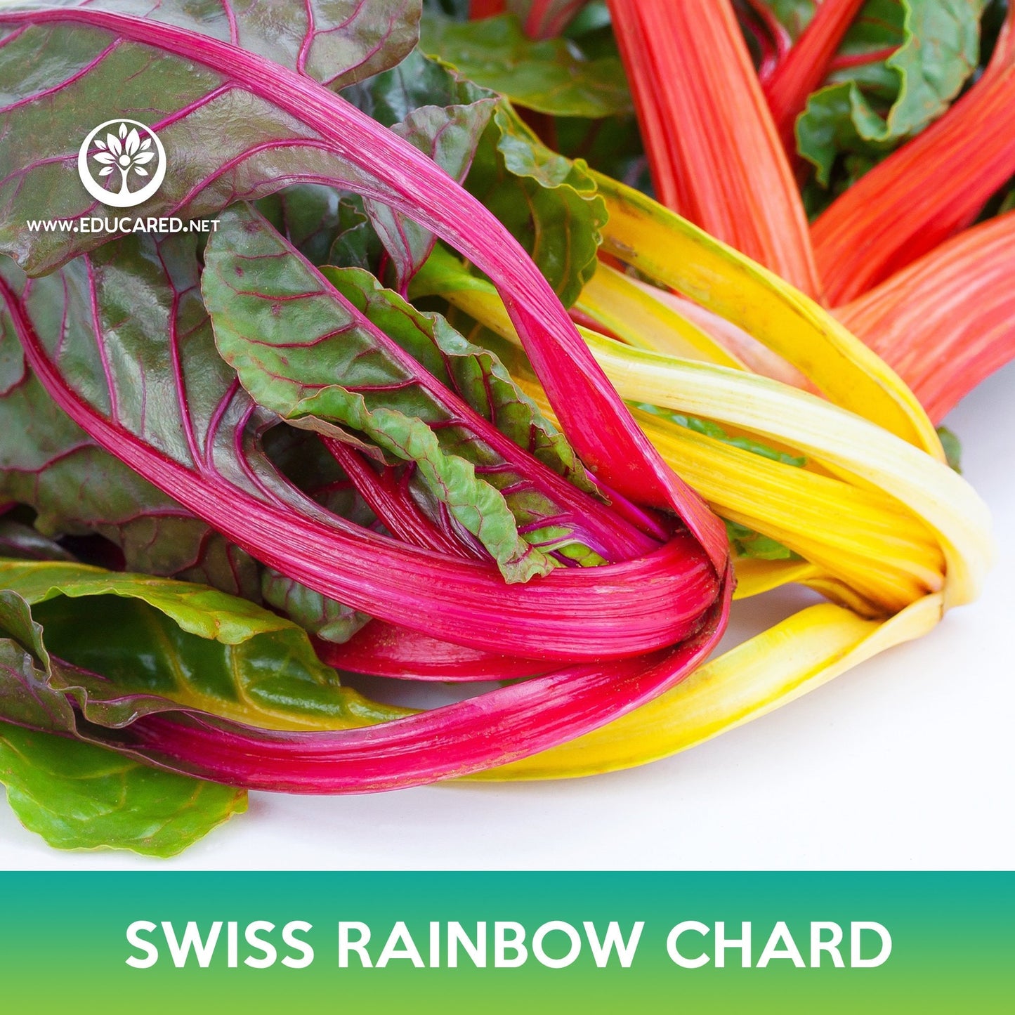 Swiss Rainbow Chard Seeds
