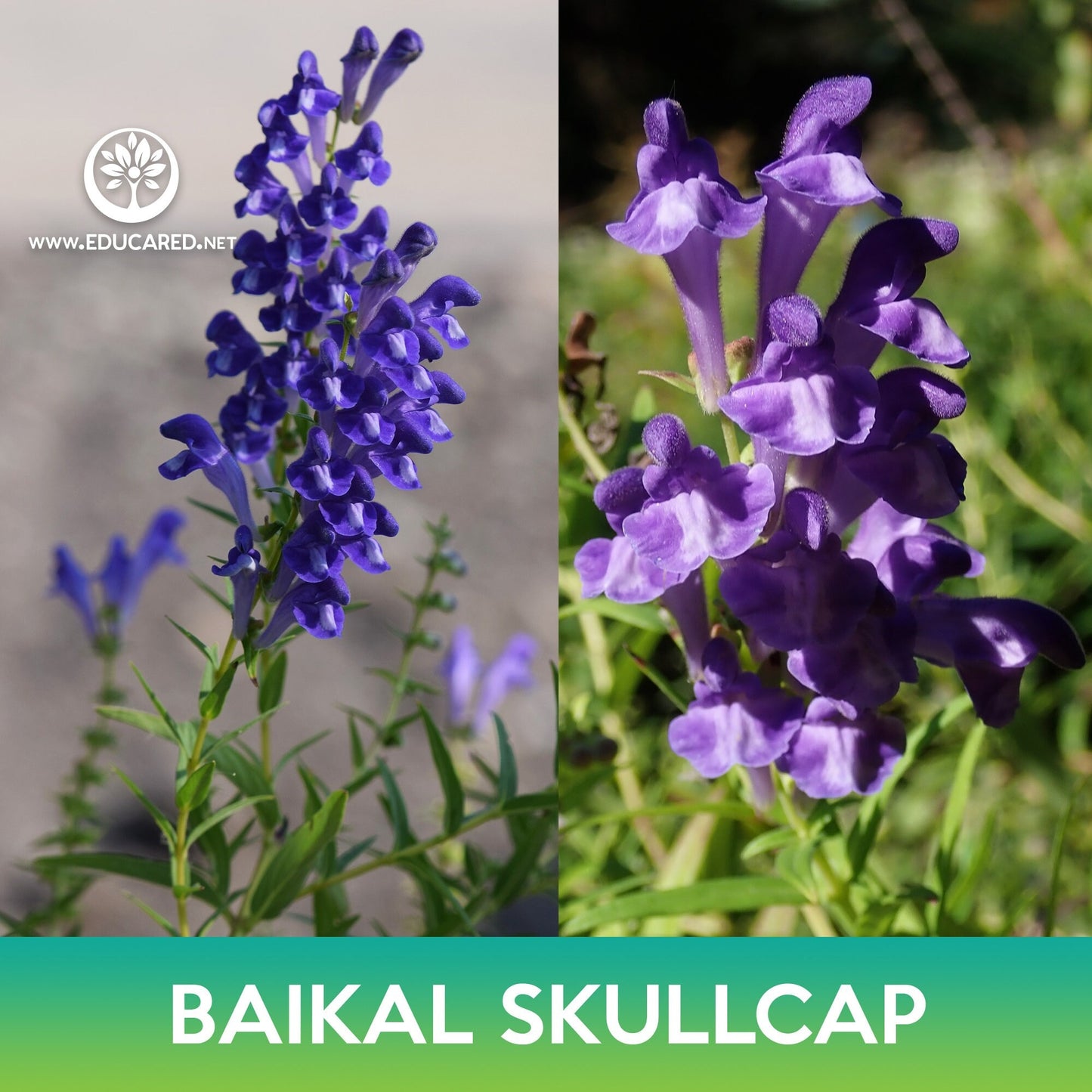 Baikal Skullcap Seeds, Scutellaria baicalensis