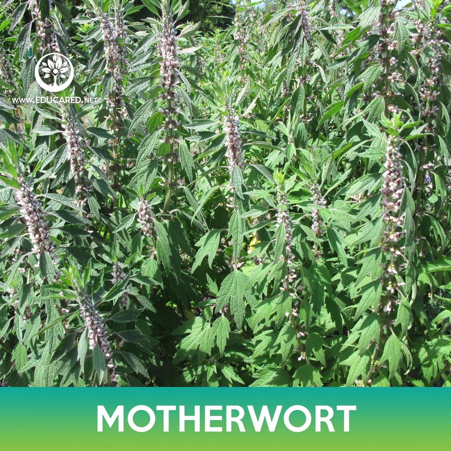 Motherwort Seeds