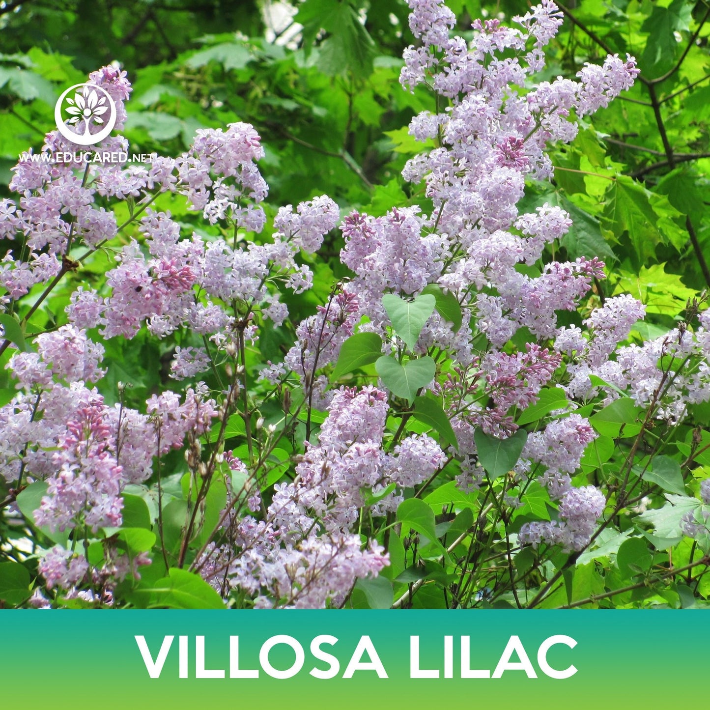 Villosa Lilac Seeds, Late Lilac , Syringa villosa