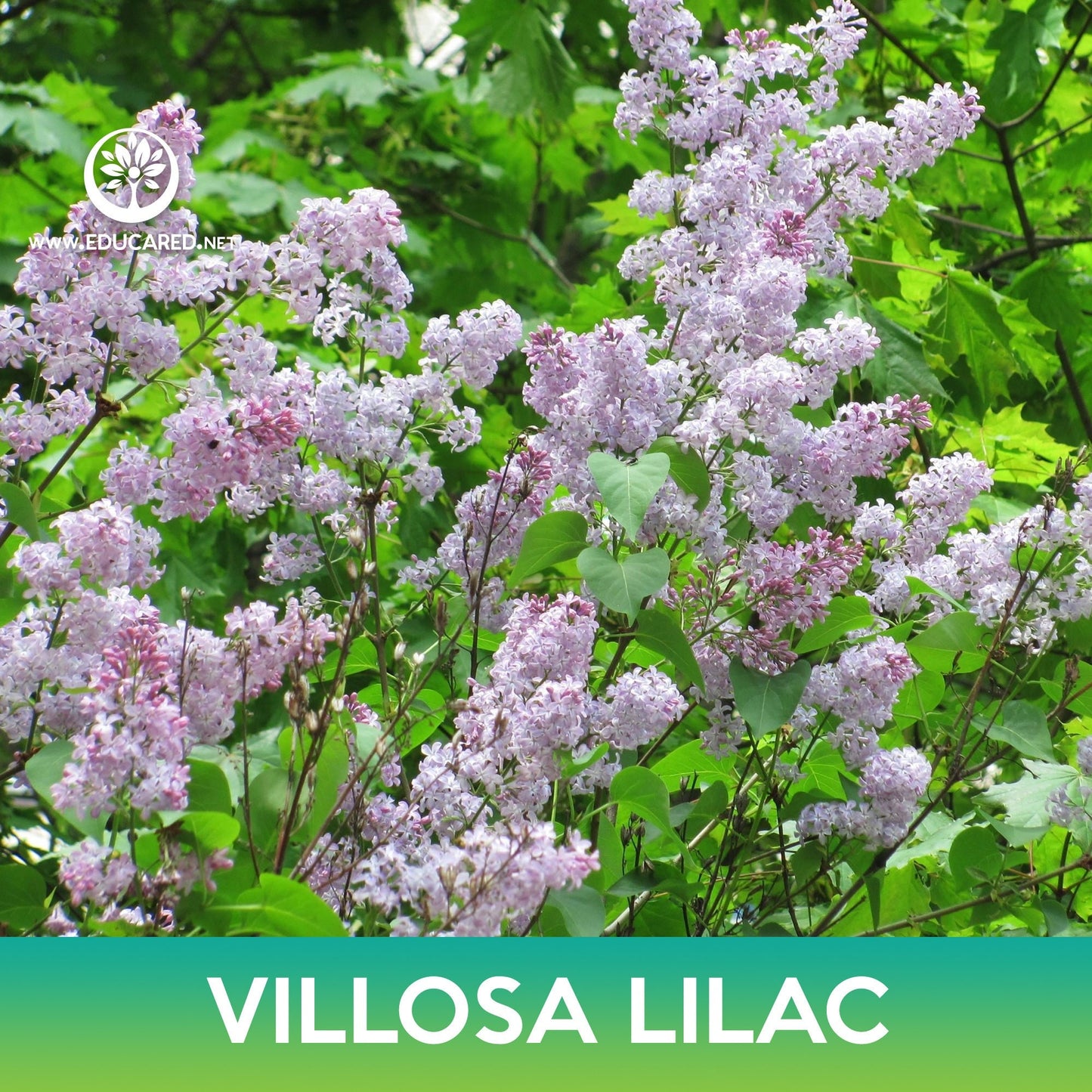 Villosa Lilac Seeds, Late Lilac