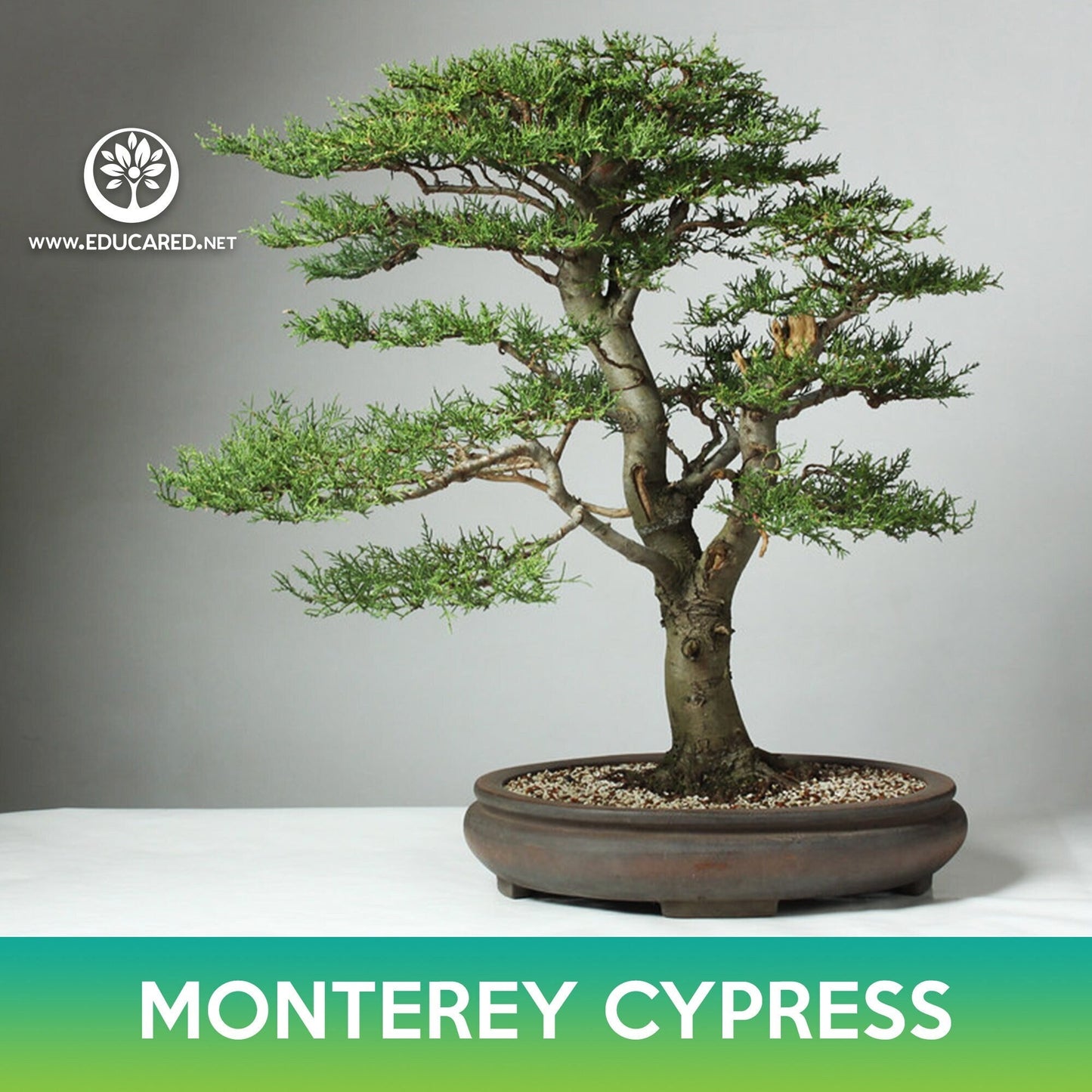 Monterey Cypress Seeds