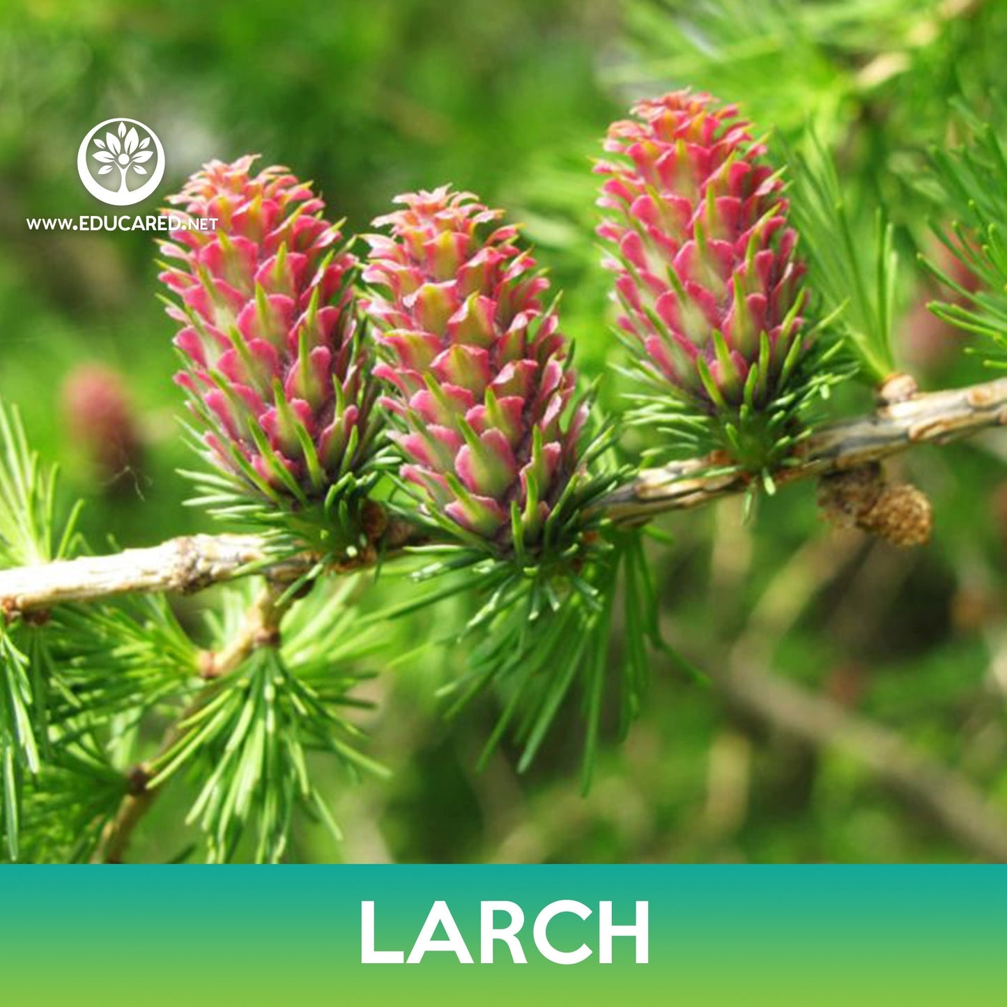 Larch Tree Seeds