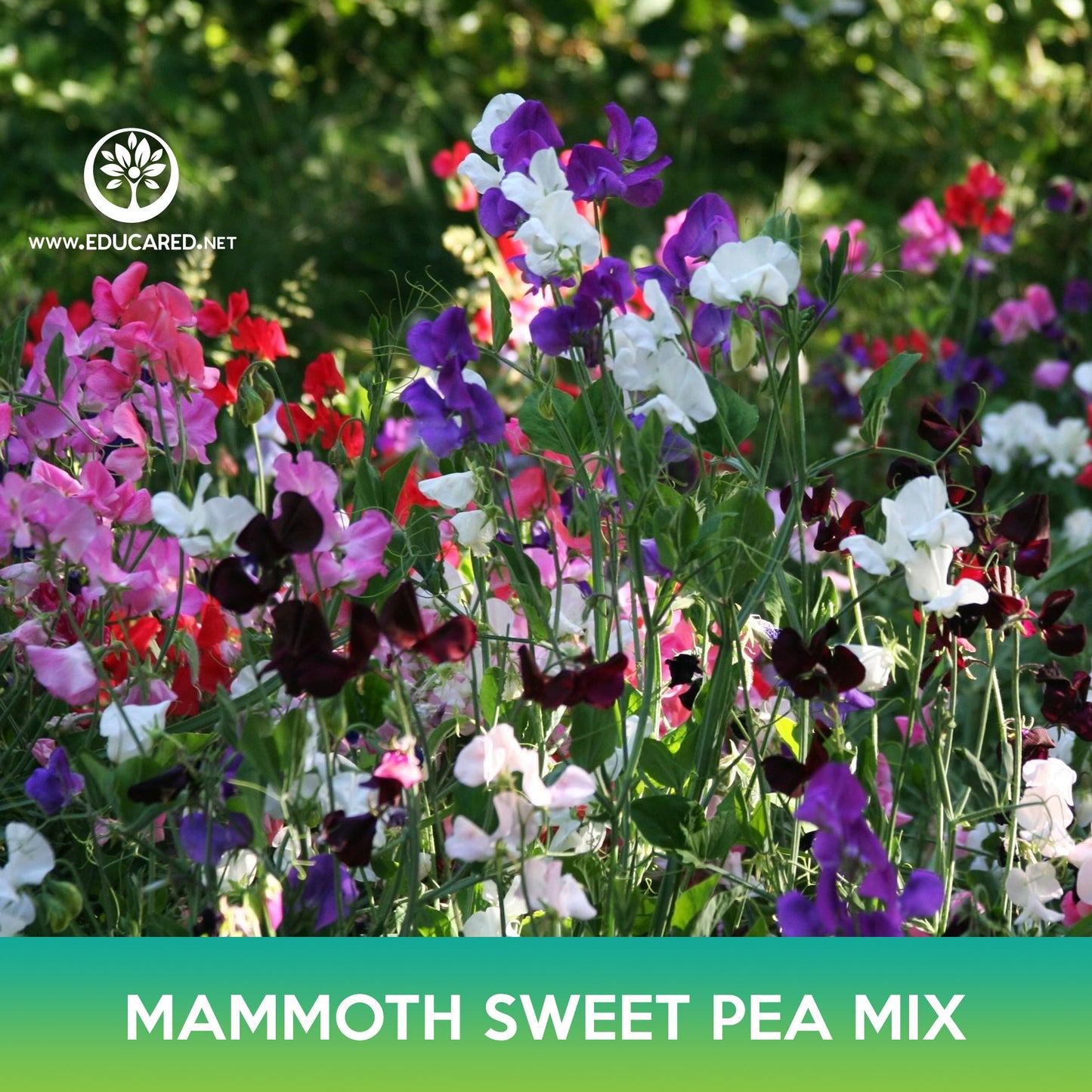 Mammoth Sweet Pea Mix Seeds