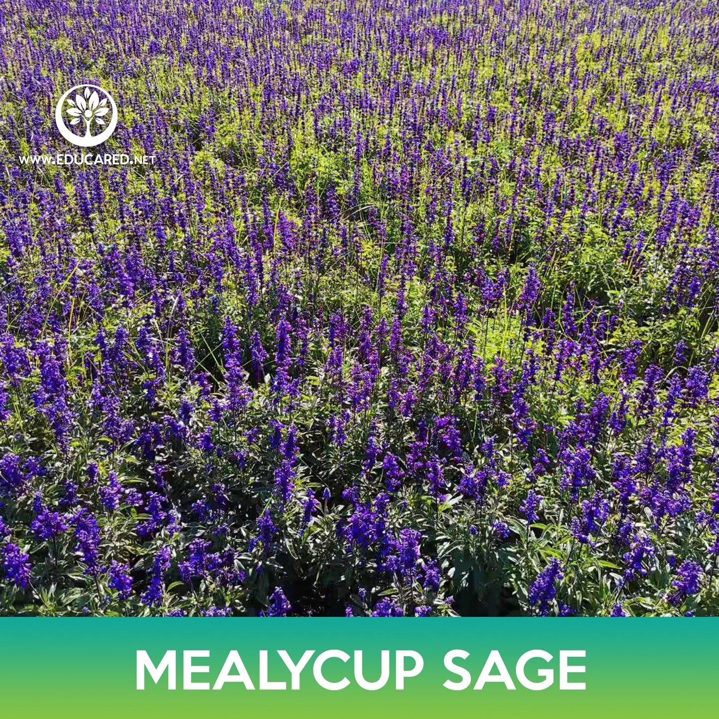 Mealycup Sage Flower Seeds